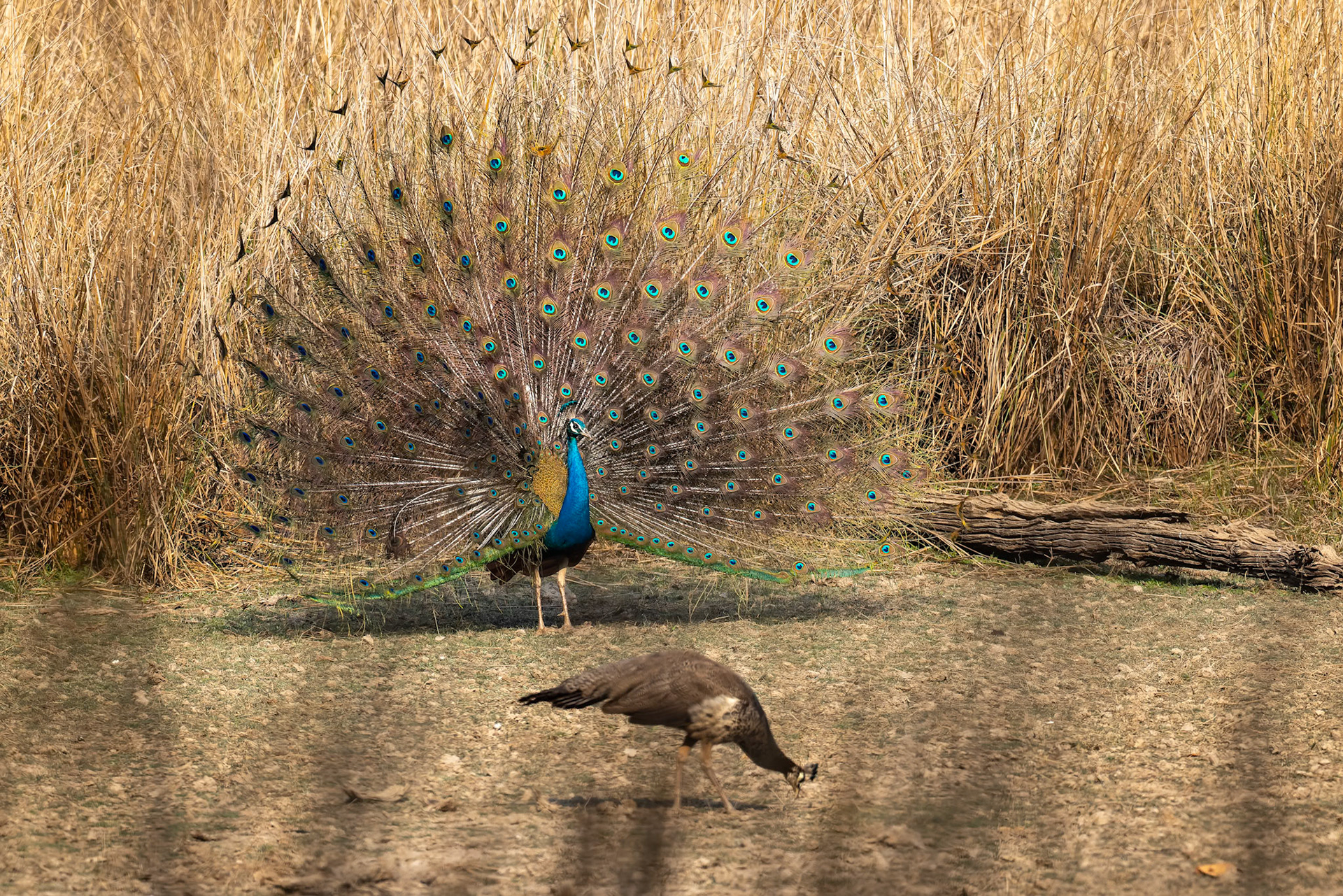 Indian peafowl, Khana, India