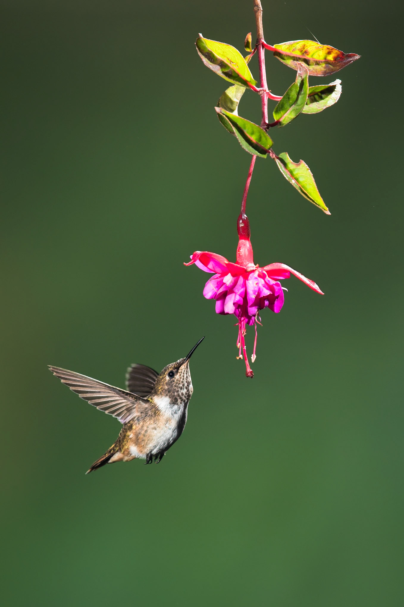 Volcano hummingbird, Paraiso de Quetzal,  Costa Rica