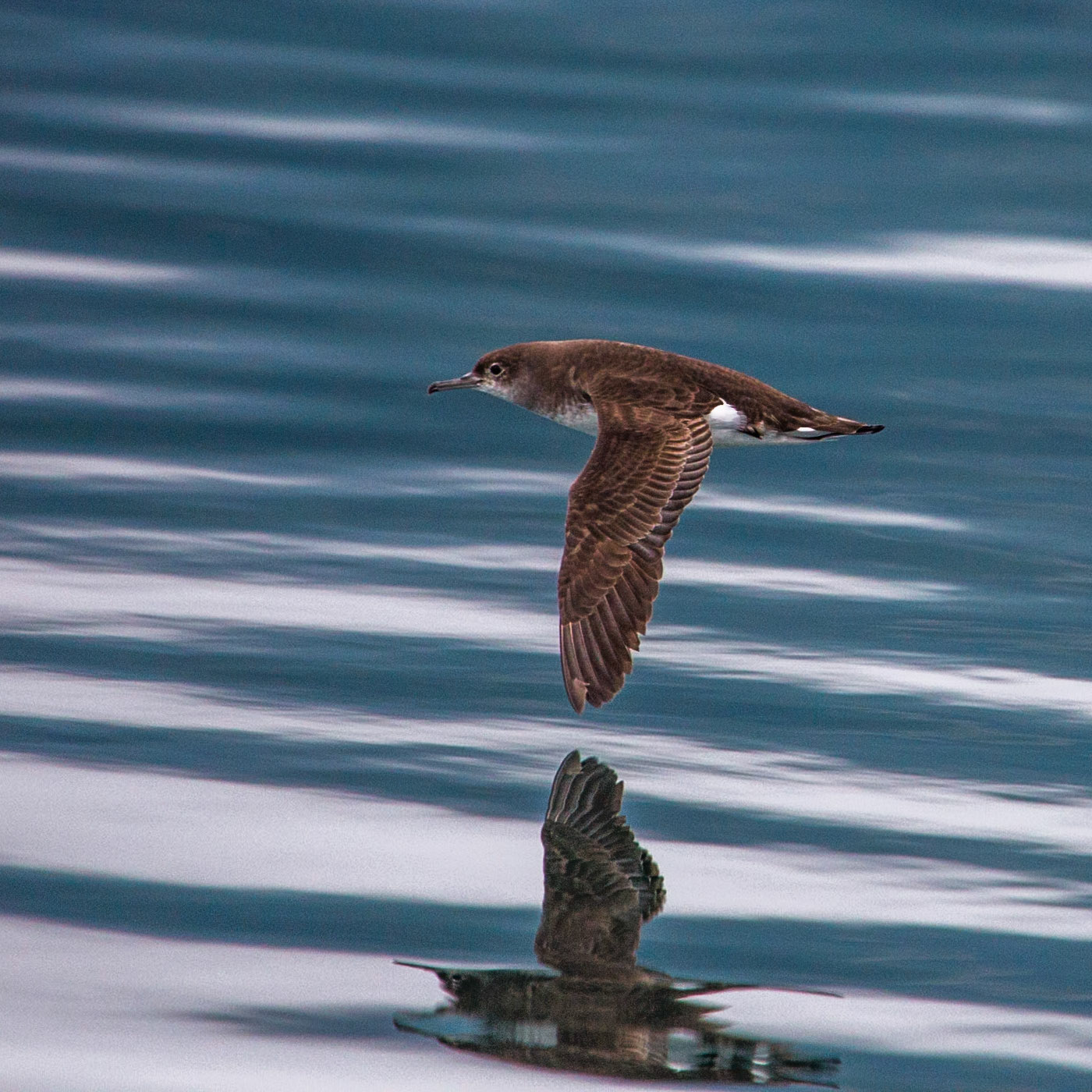 Fluttering Shearwater, Marlborough Sound, New Zealand