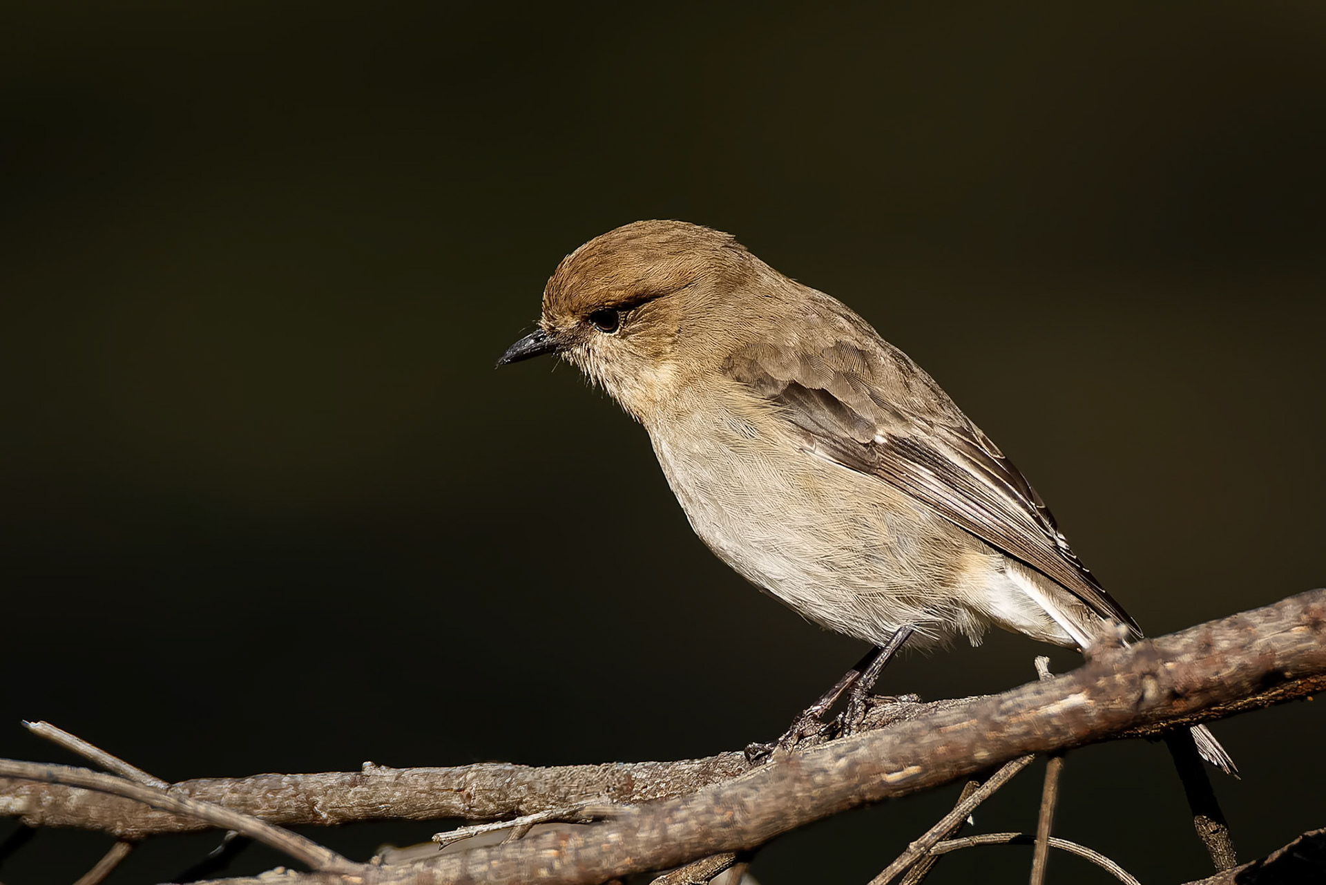 Dusky robin, Mount Wellington, Hobart, Tasmania, Australia