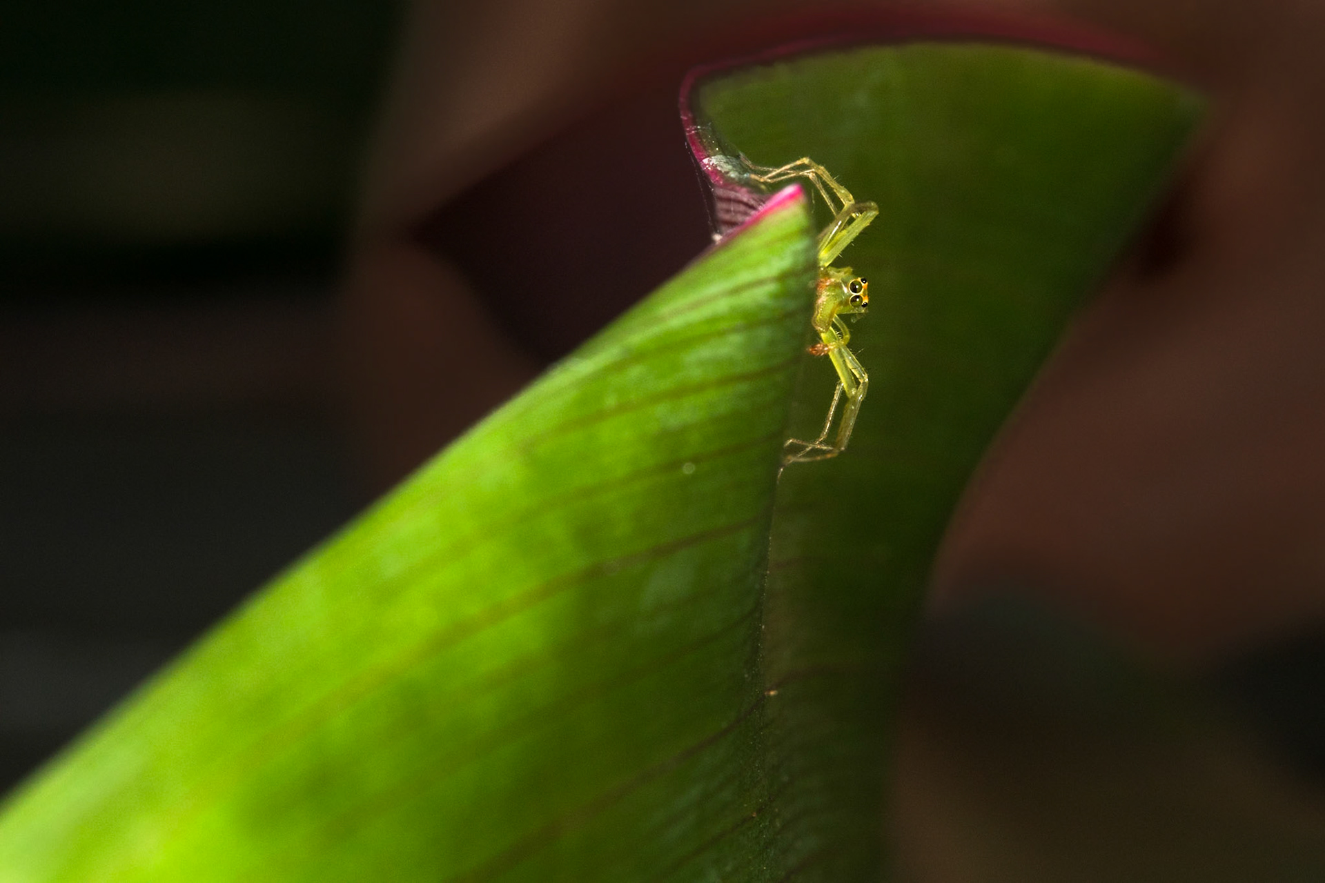 Magnolia jumping spider, Villa Lapas, Costa Rica