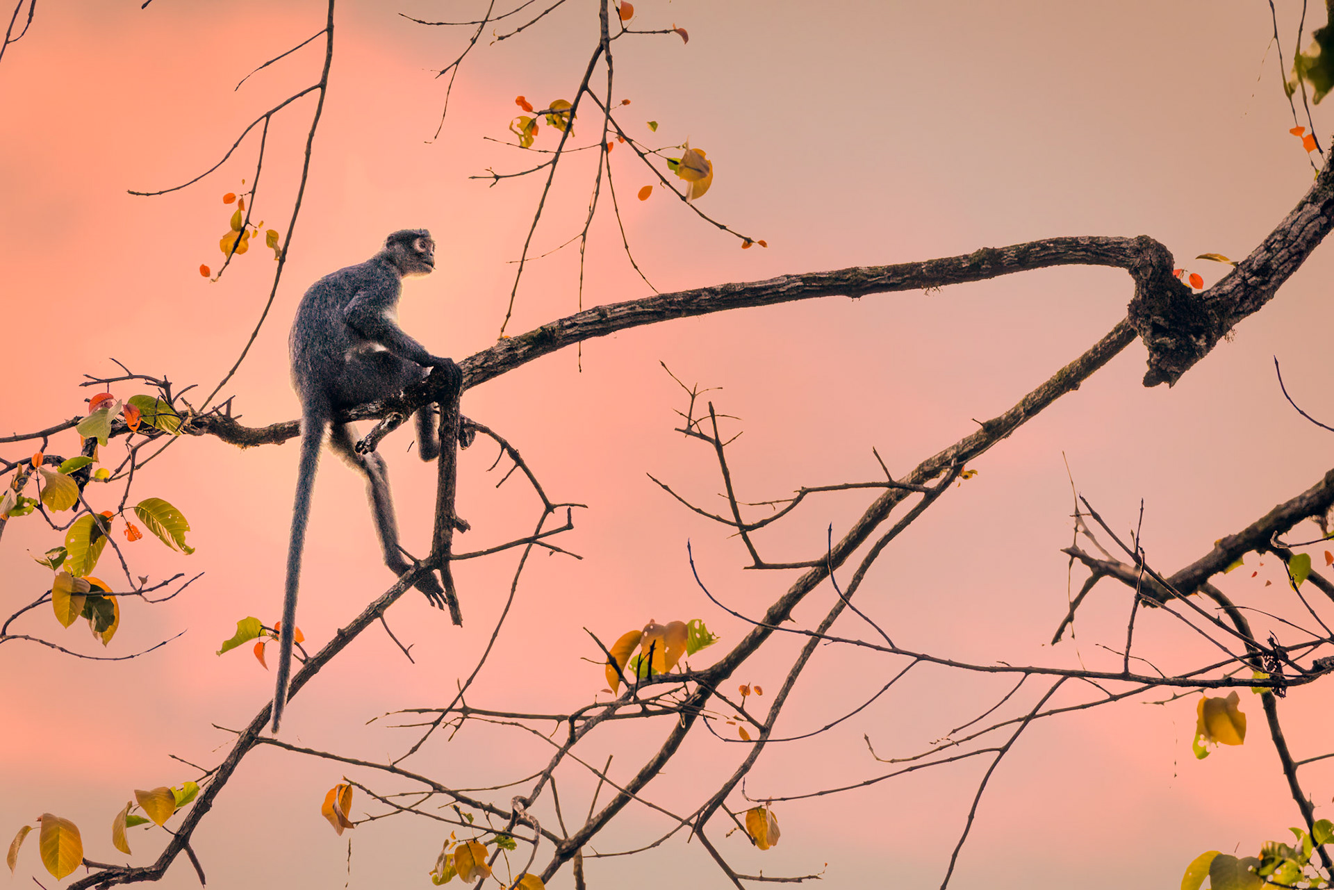 Silvery langur, Tabin, Borneo