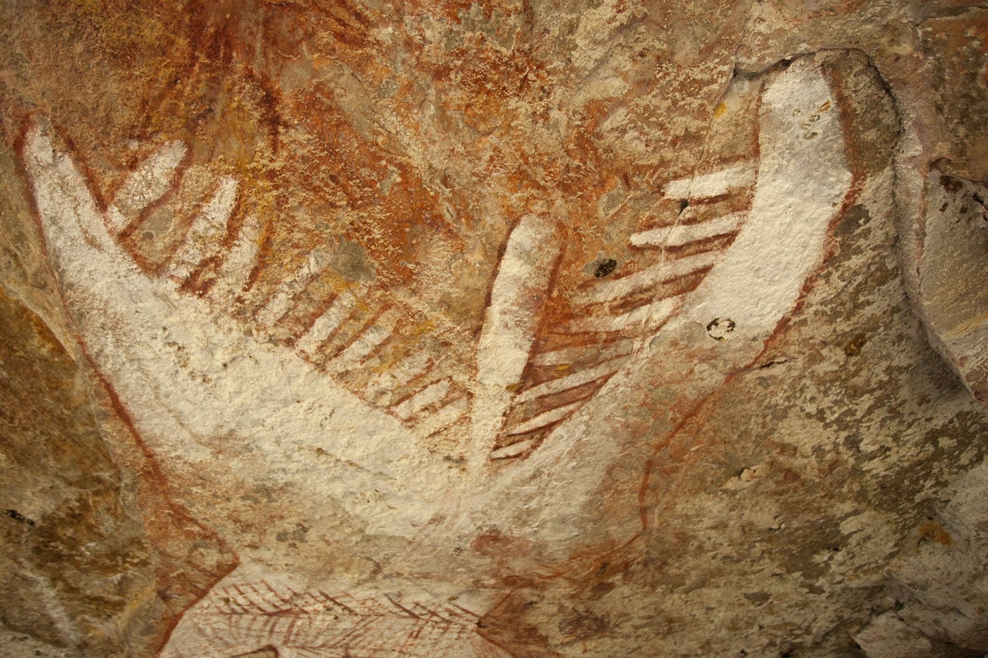 Rock-art Rainbow Serpent, Mount Borradale, Arnhemland, Northern Territory