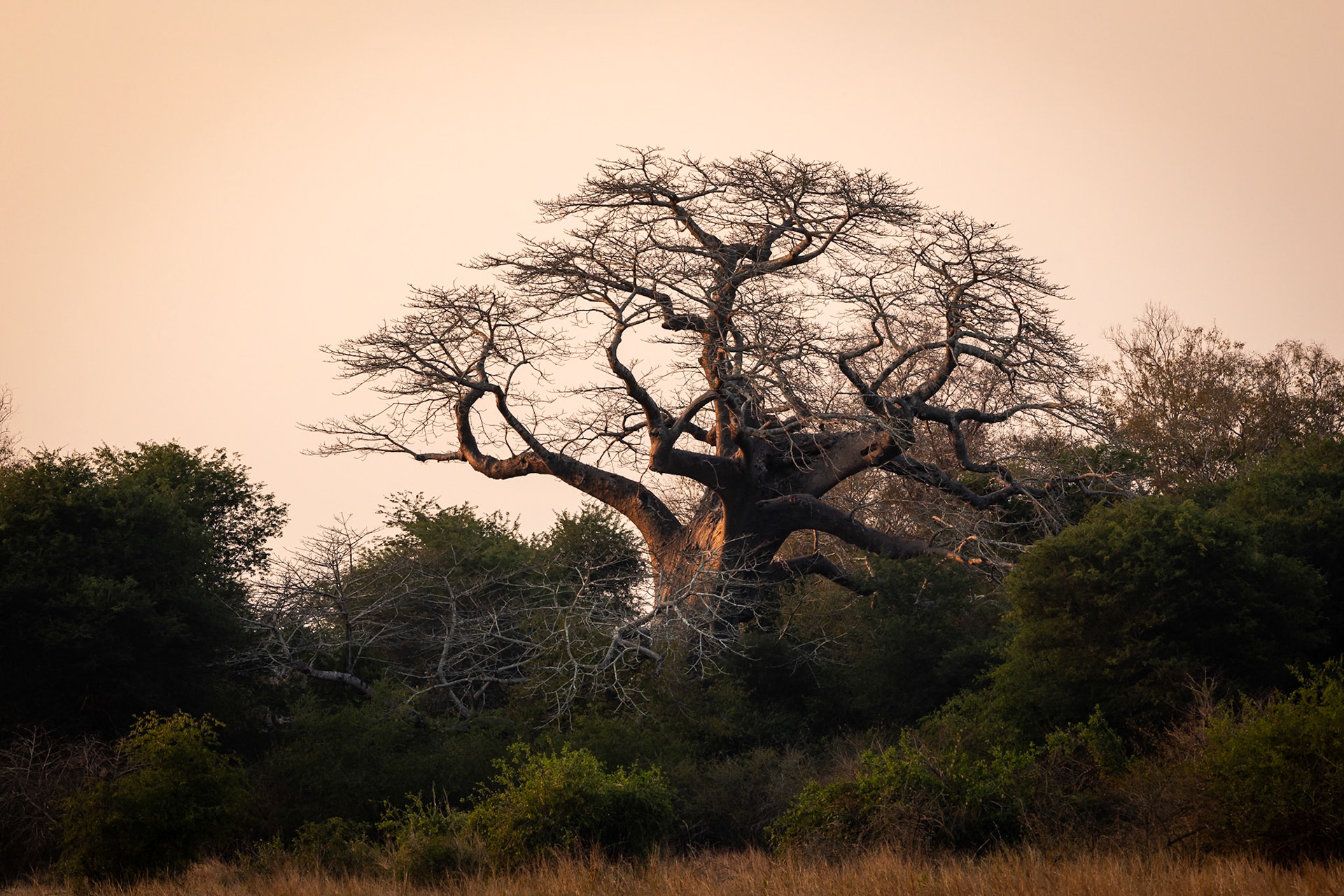 Landscape, Gorongosa, Mozambique