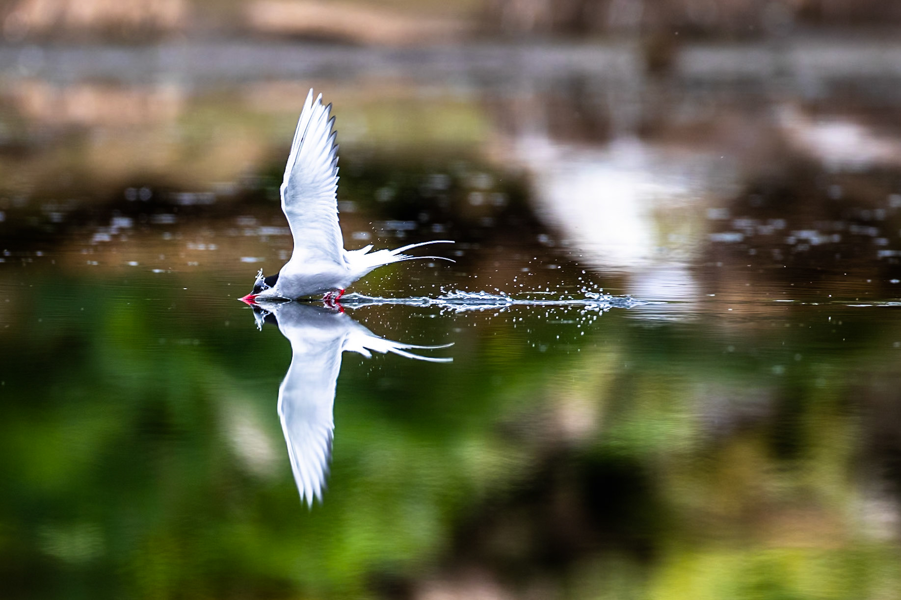Arctic tern, Grímsey Island, Iceland