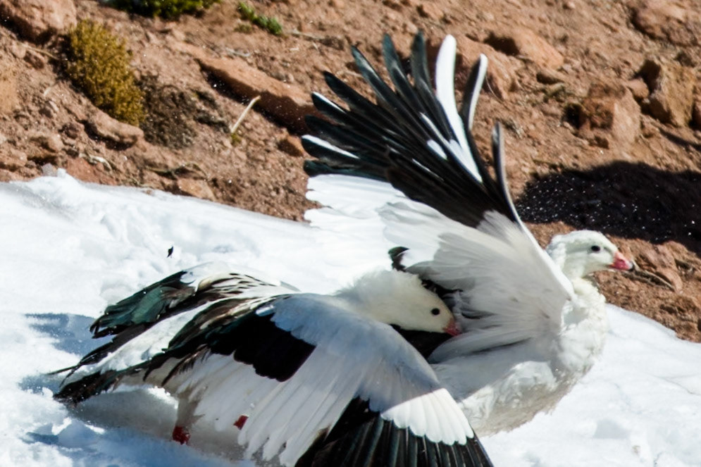 Andean geese, Altiplano wetlands, Atacama, Chile