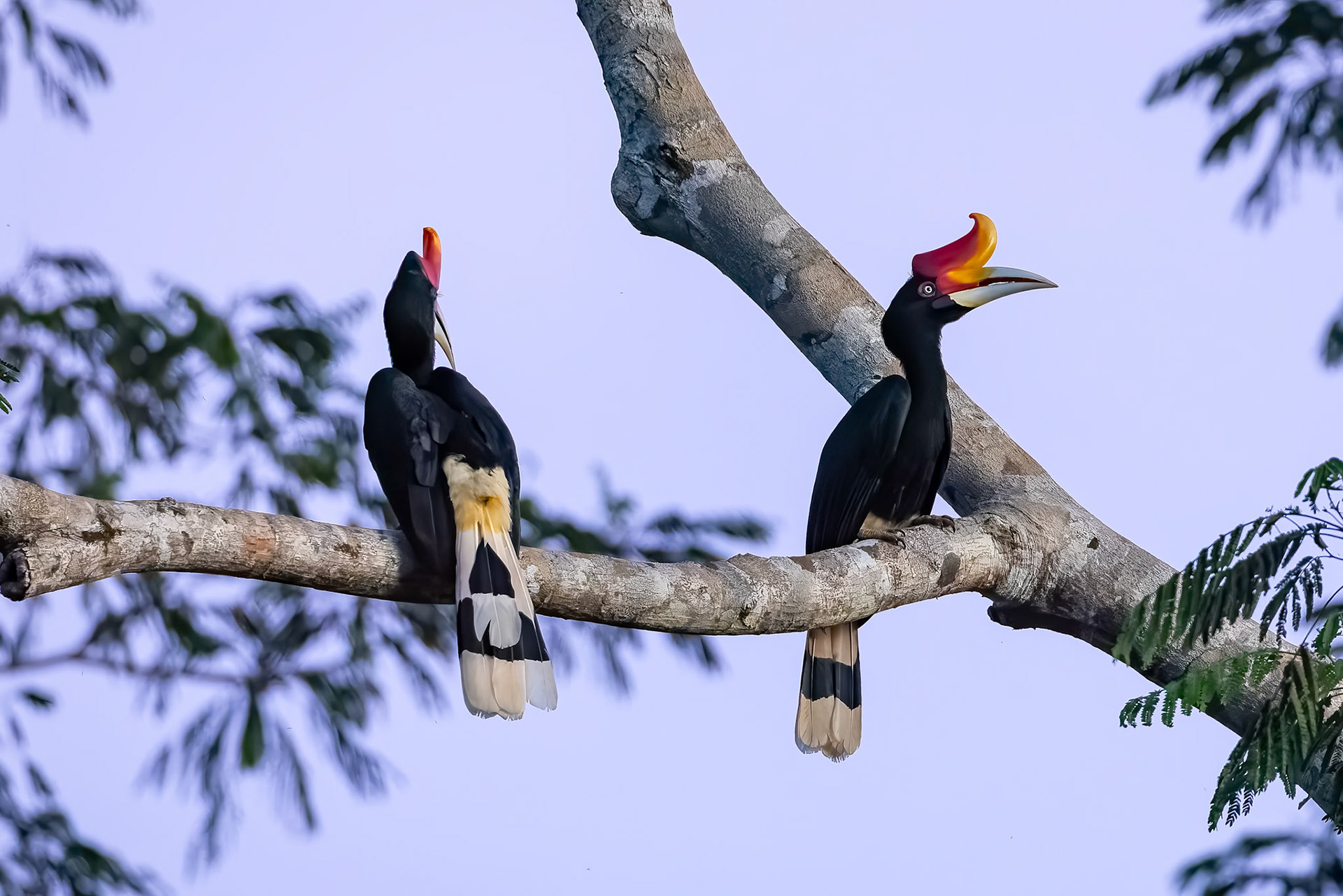 Wrinkled hornbill, Tabin, Borneo