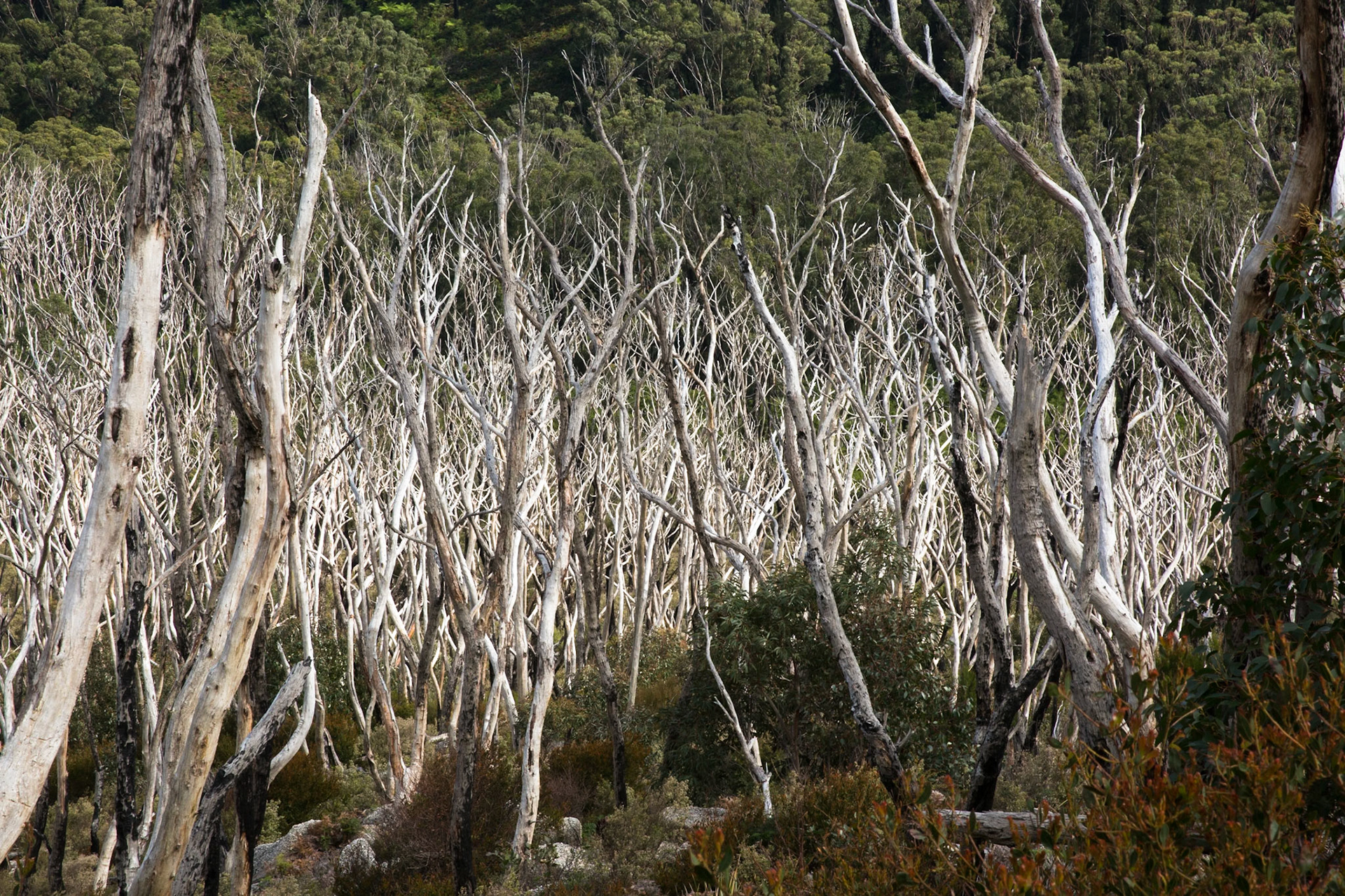 Telegraph Saddle carpark via Windy Saddle and Ferny Glade to Sealers Cove / beach (lunch and return.
