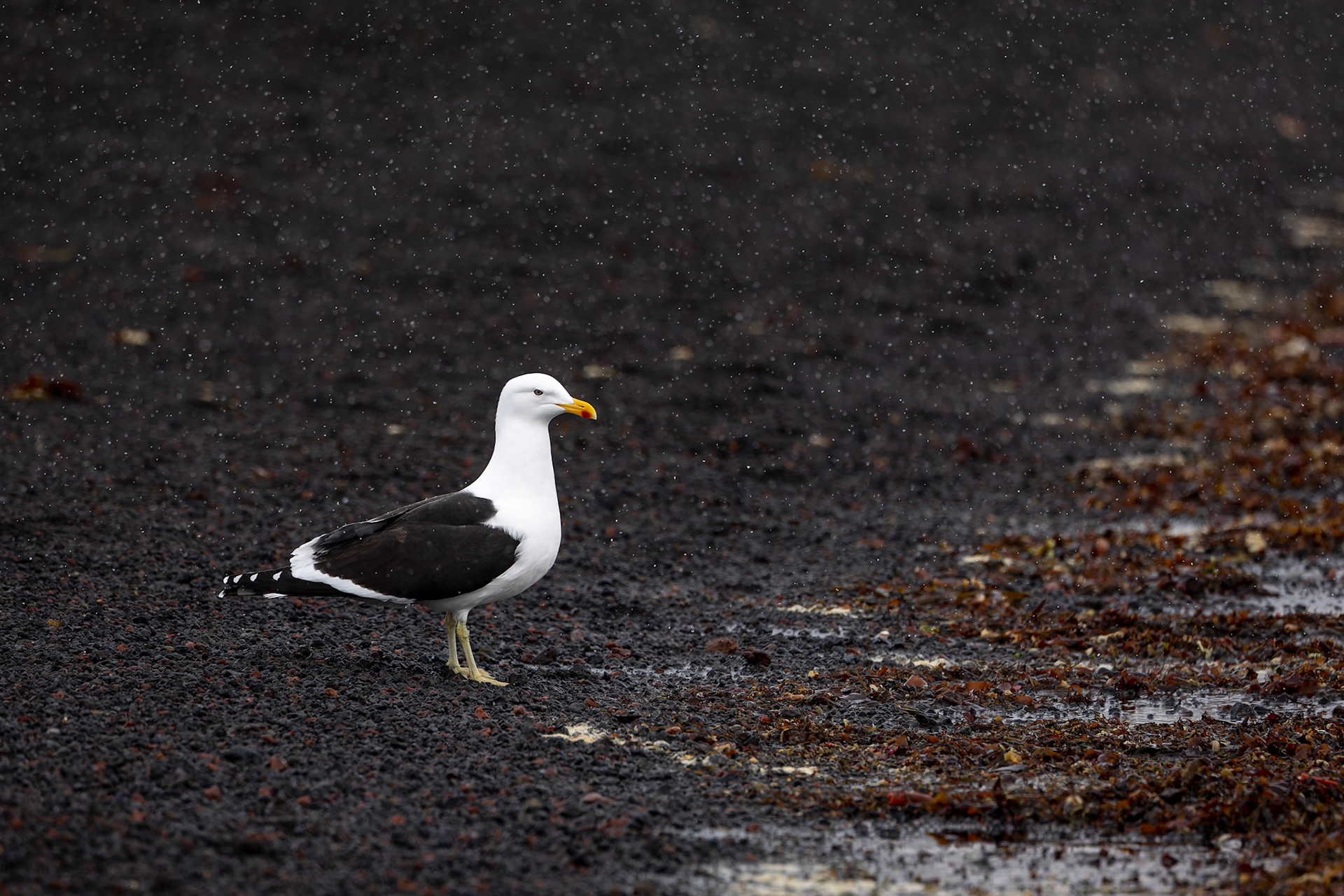 Kelp gull, Whaler's Bay, Deception Island