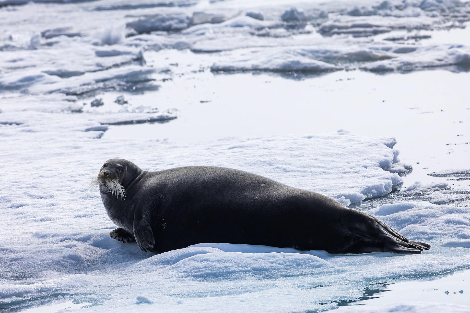 Bearded seal, Osteroyare, Svalbard, Norway