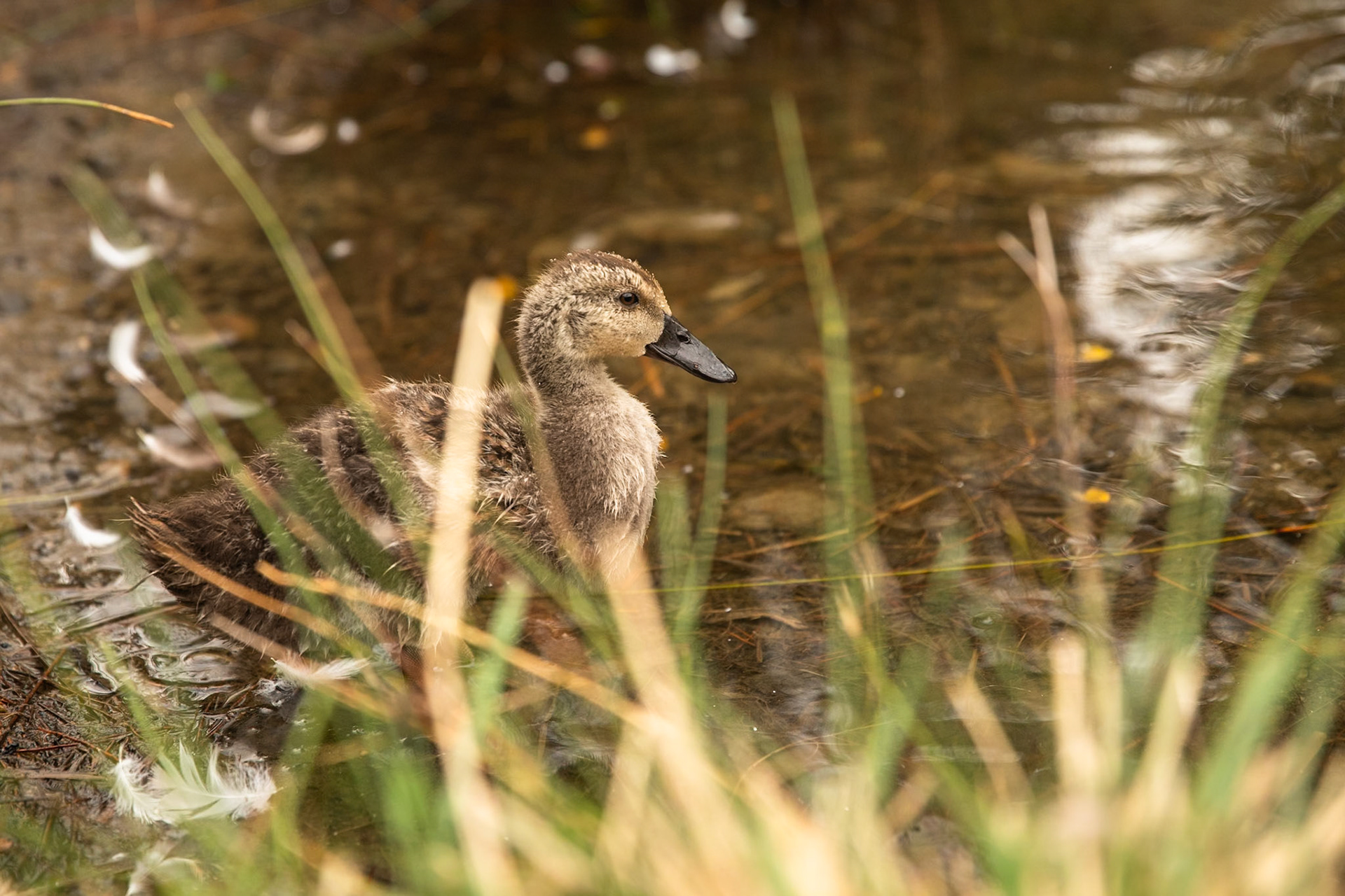Pacific black duck, Richmond, Tasmania