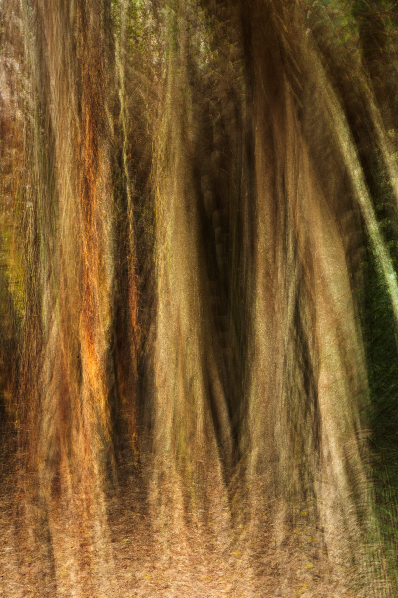 Multiple exposure of fig tree trunk, Lord Howe Island.
