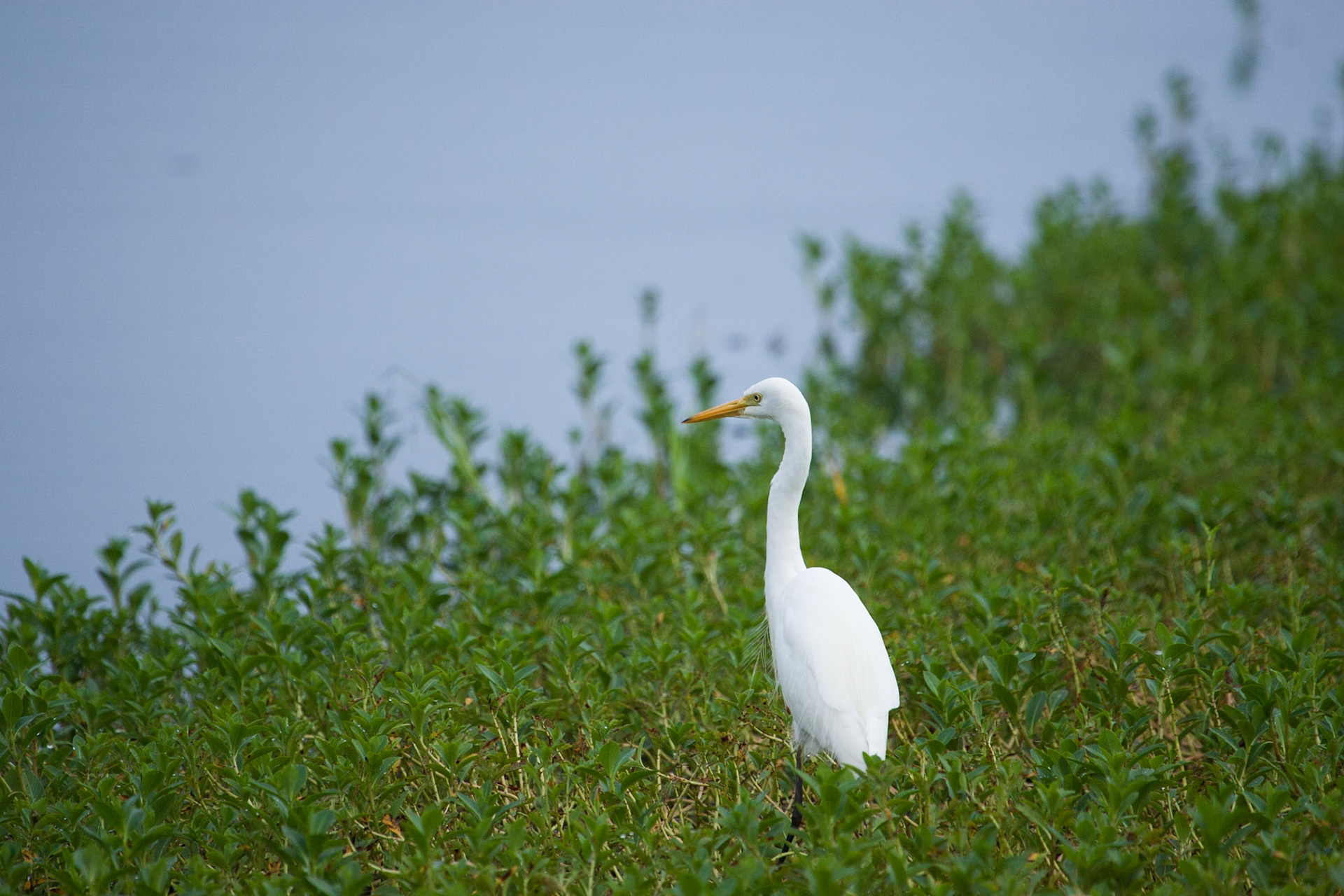 Great egret, Cooinda, Kakadu, Northern Territory