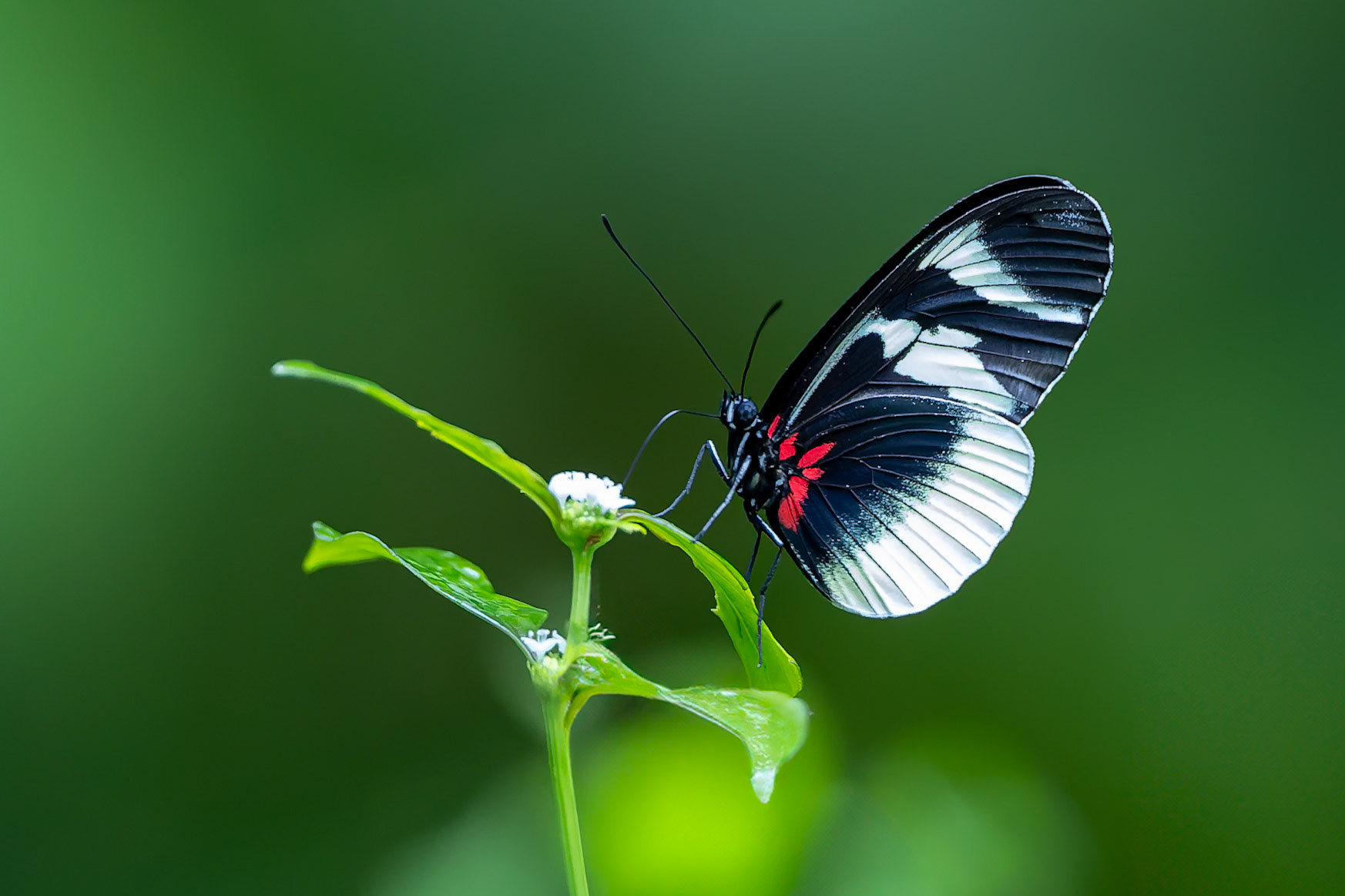 Butterfly, Umbrella Bird Lodge, Buenaventura Nature Reserve, Ecuador