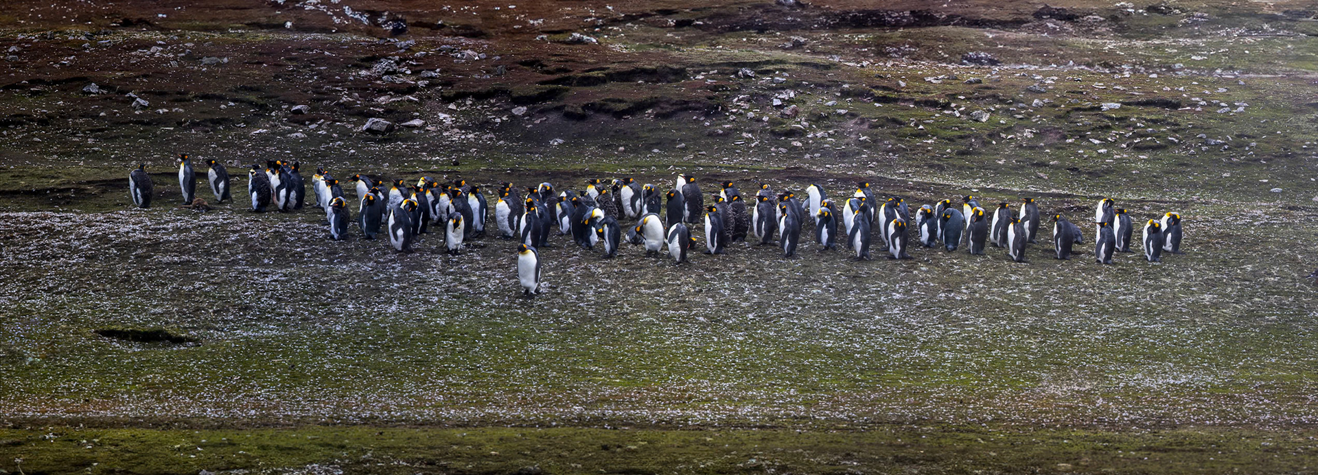 King penguin, Volunteer Point, Stanley, Falkland Islands
