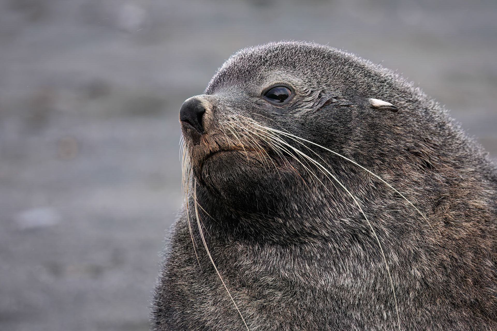 Antarctic fur seal, Rightwhale Bay, South Georgia