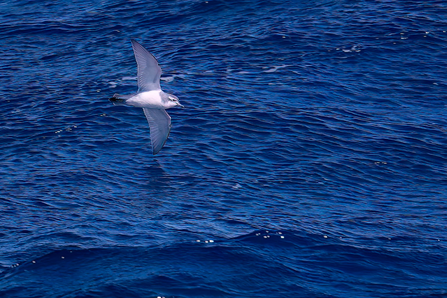 Slender-billed prion, from the Falklands towards South Georgia