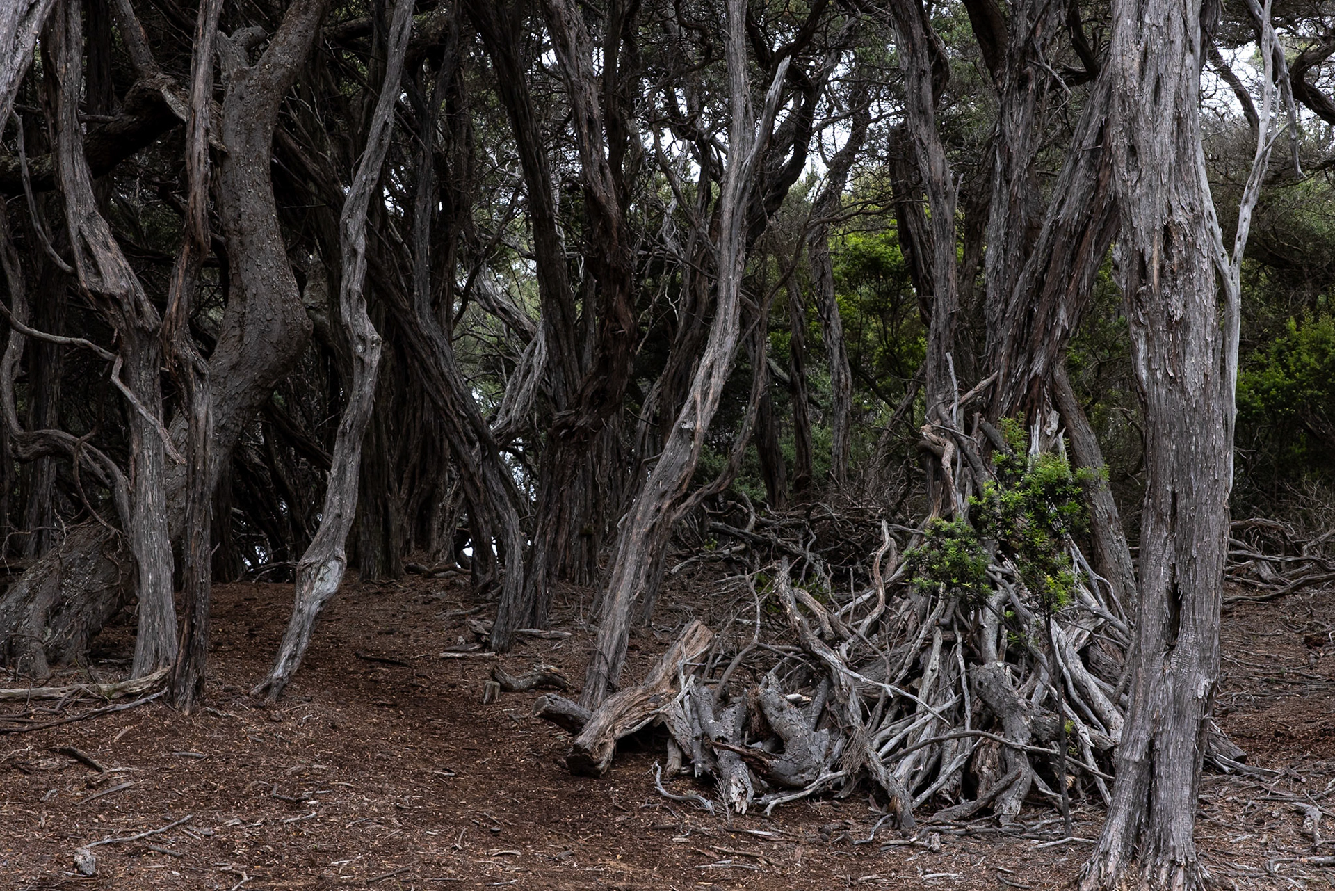 Three Capes Track, Cape Pillar Lodge to Cape Pillar and return, Tasmania