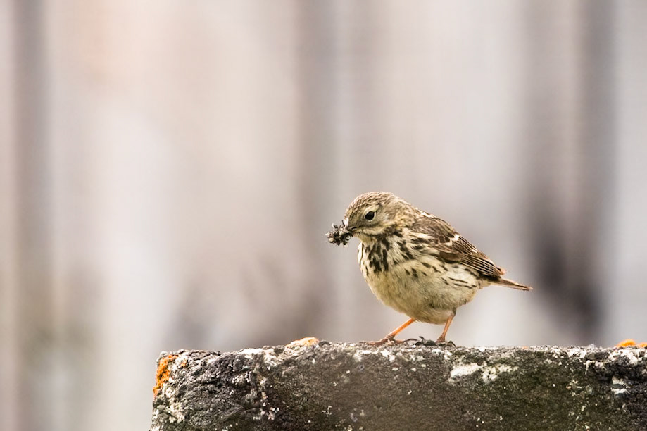 Meadow pipit, Flatey island, Breiðafjörður, Iceland