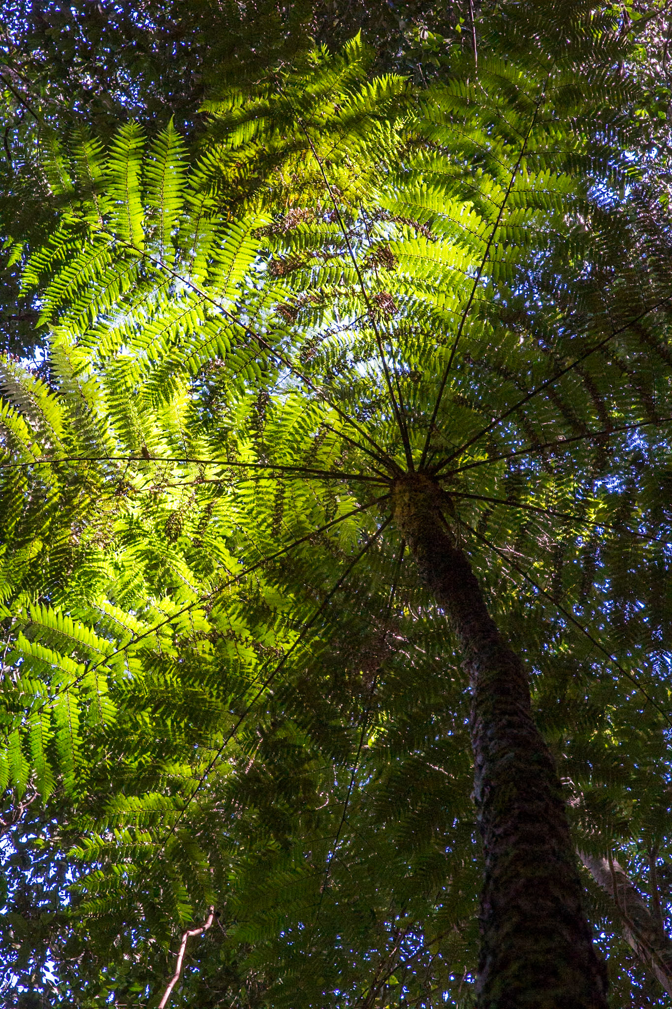 Started at the conservation hut and descended  the Valley of the Waters to Vera Falls. Tried unsuccessfully to find the route across to Hippocrene Falls.  Retraced our steps up to the conservation hut. Notes by Peter Watt.