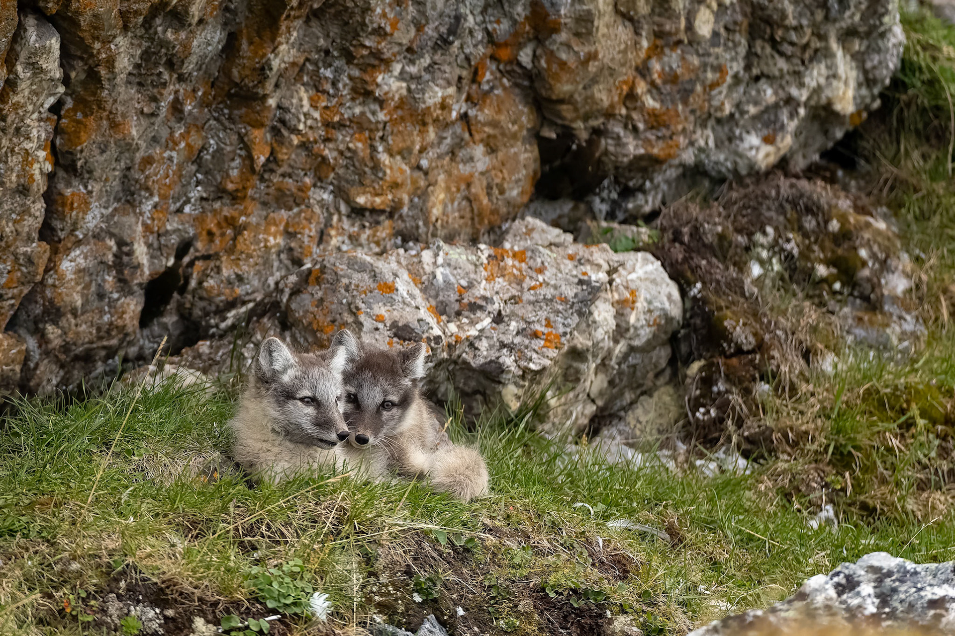 Arctic fox, Trygghamna, Svalbard, Norway