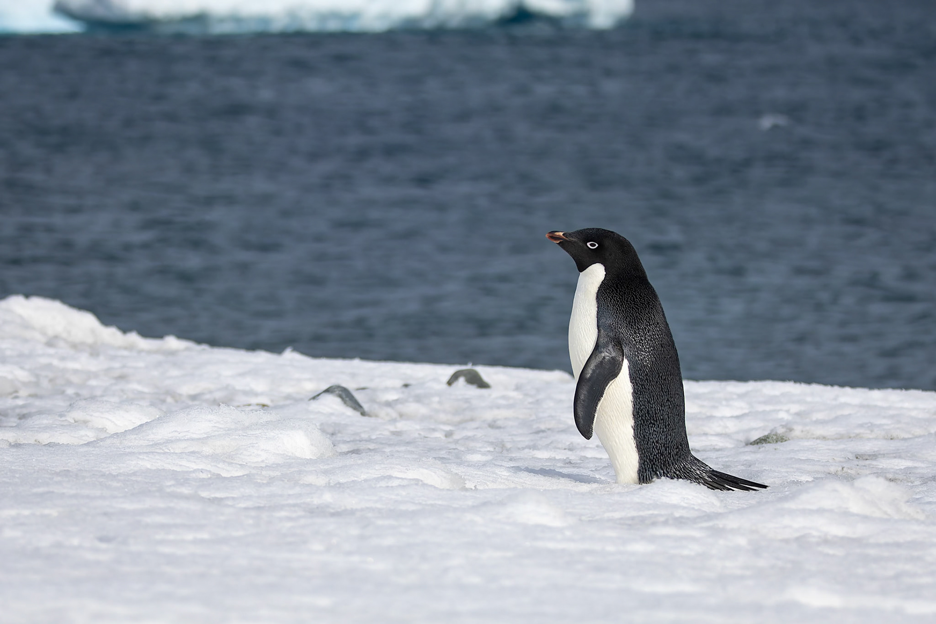 Adelie penguin, Yankee Harbour, Shetland Islands, Antarctica