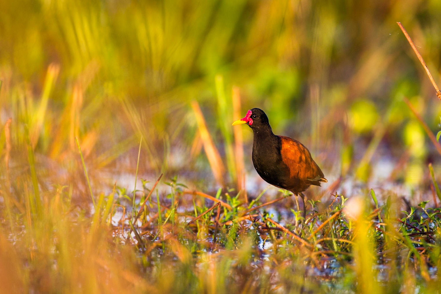 Wattled jacana, Pousada Piuval, Pantanal, Brazil
