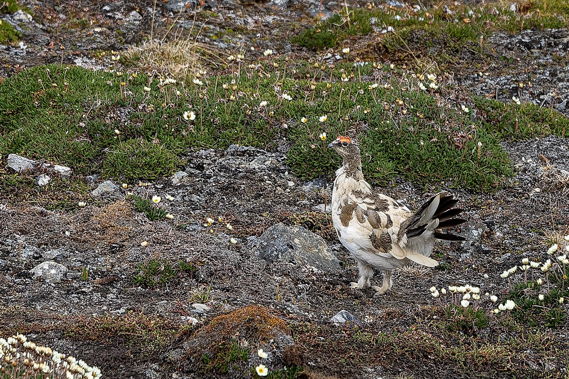 Rock ptarmigan, Texas Bar, Svalbard, Norway