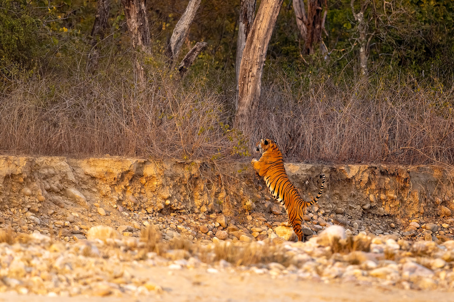 Bengal tiger, Corbett Tiger Reserve, India
