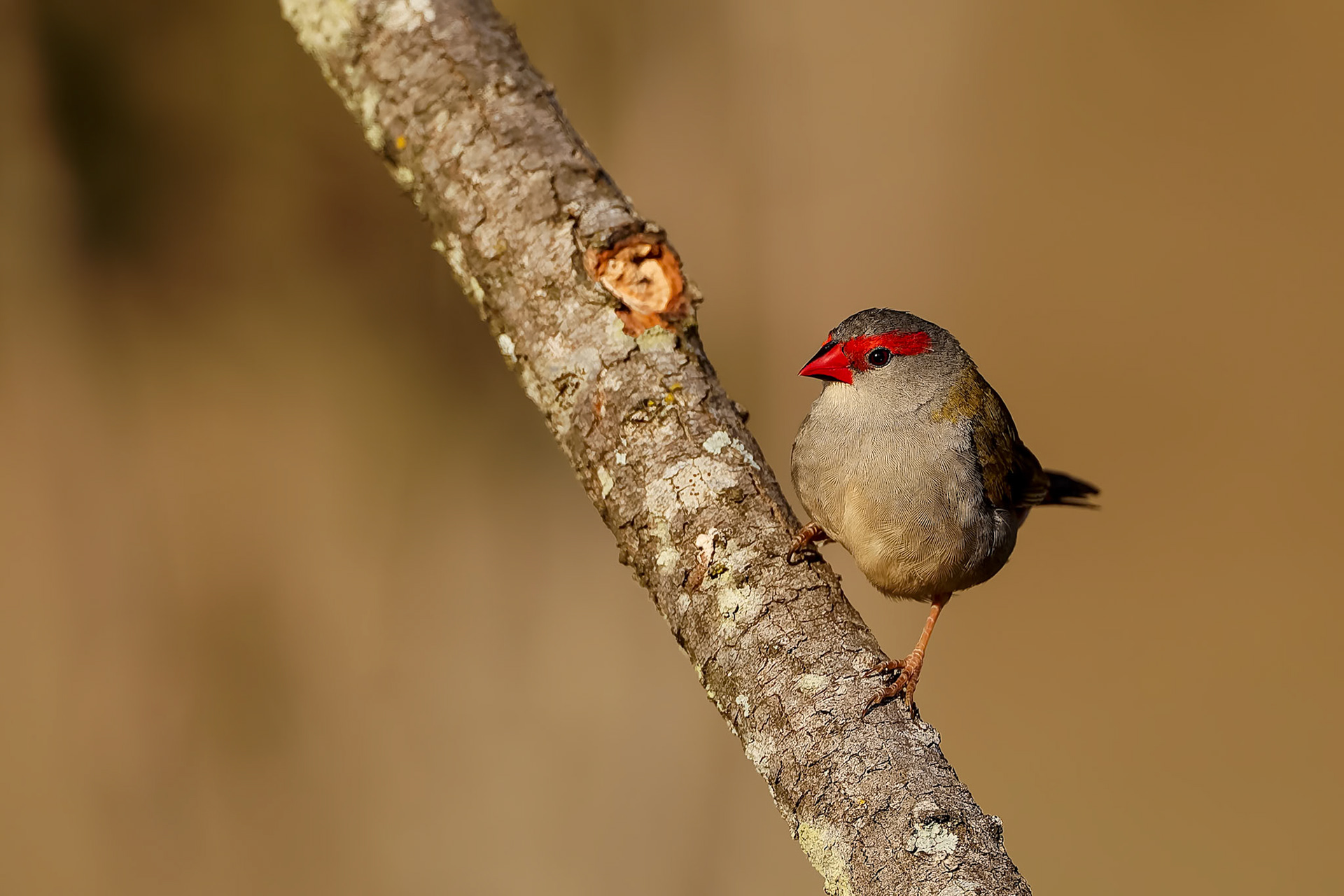 Red-browed firetail, Capertee Valley, NSW, Australia
