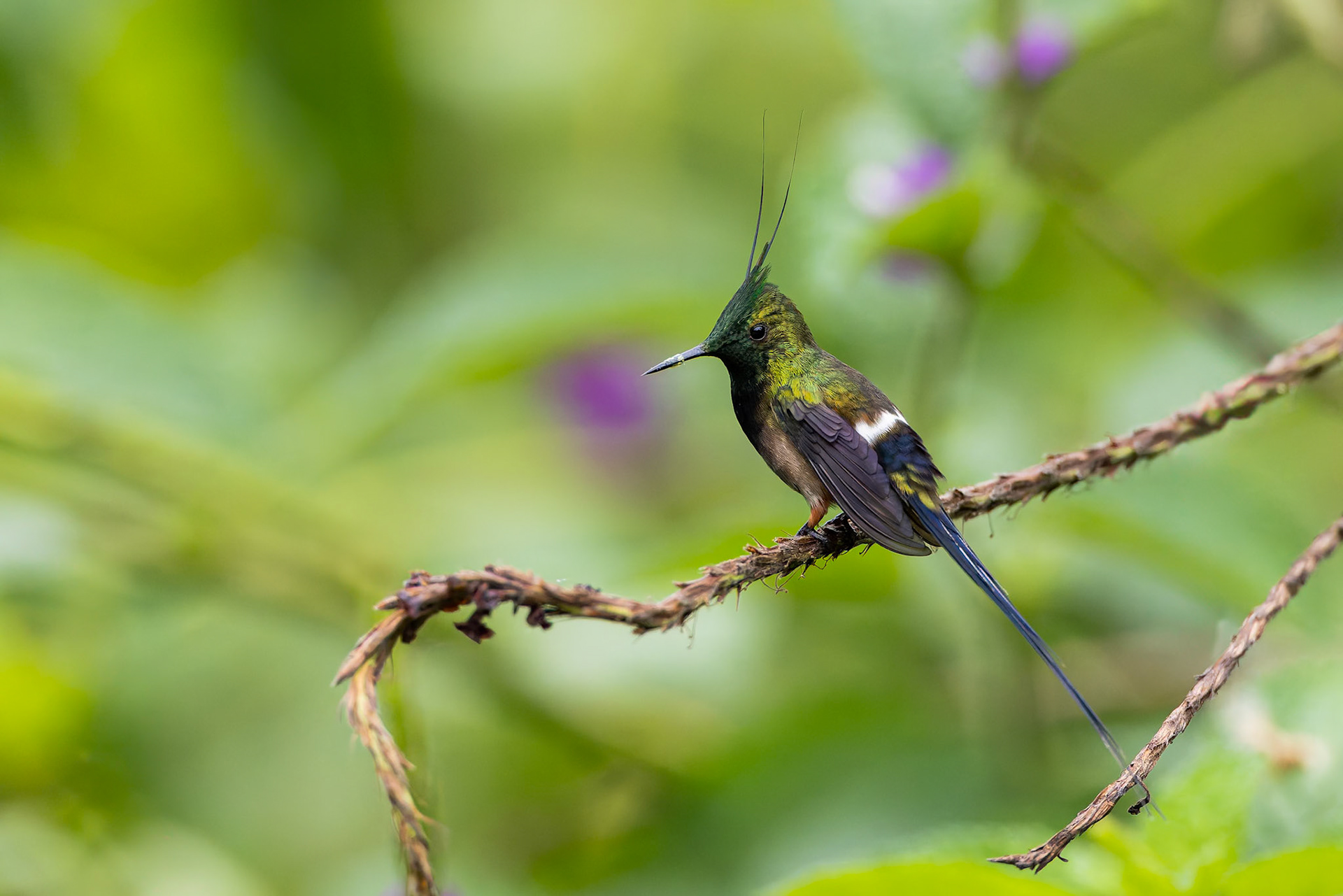 Wire-crested thorntail, Copalinga Ecolodge, Copalinga, Ecuador
