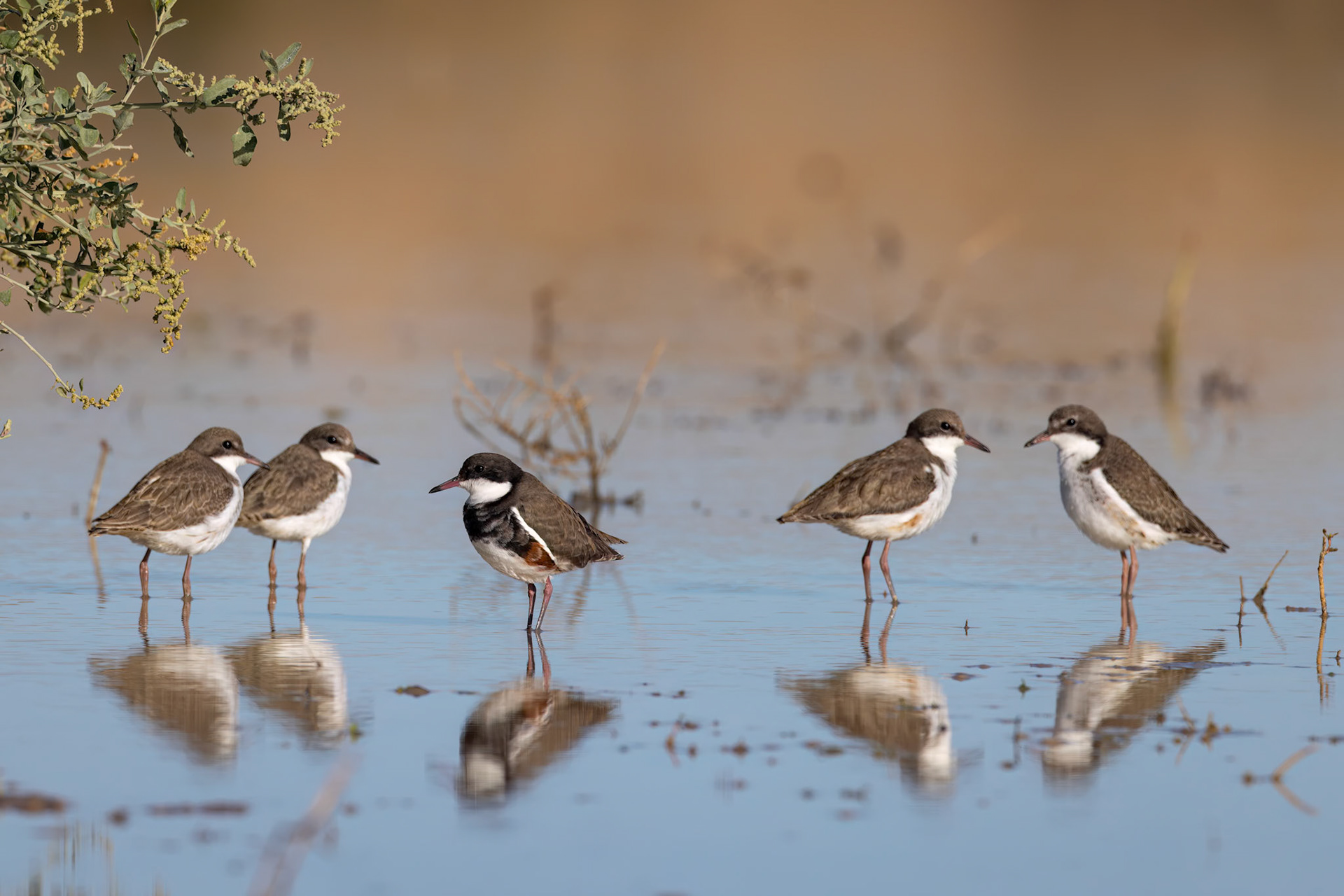 Red-kneed dotterel, Birdsville, Queensland, Australia
