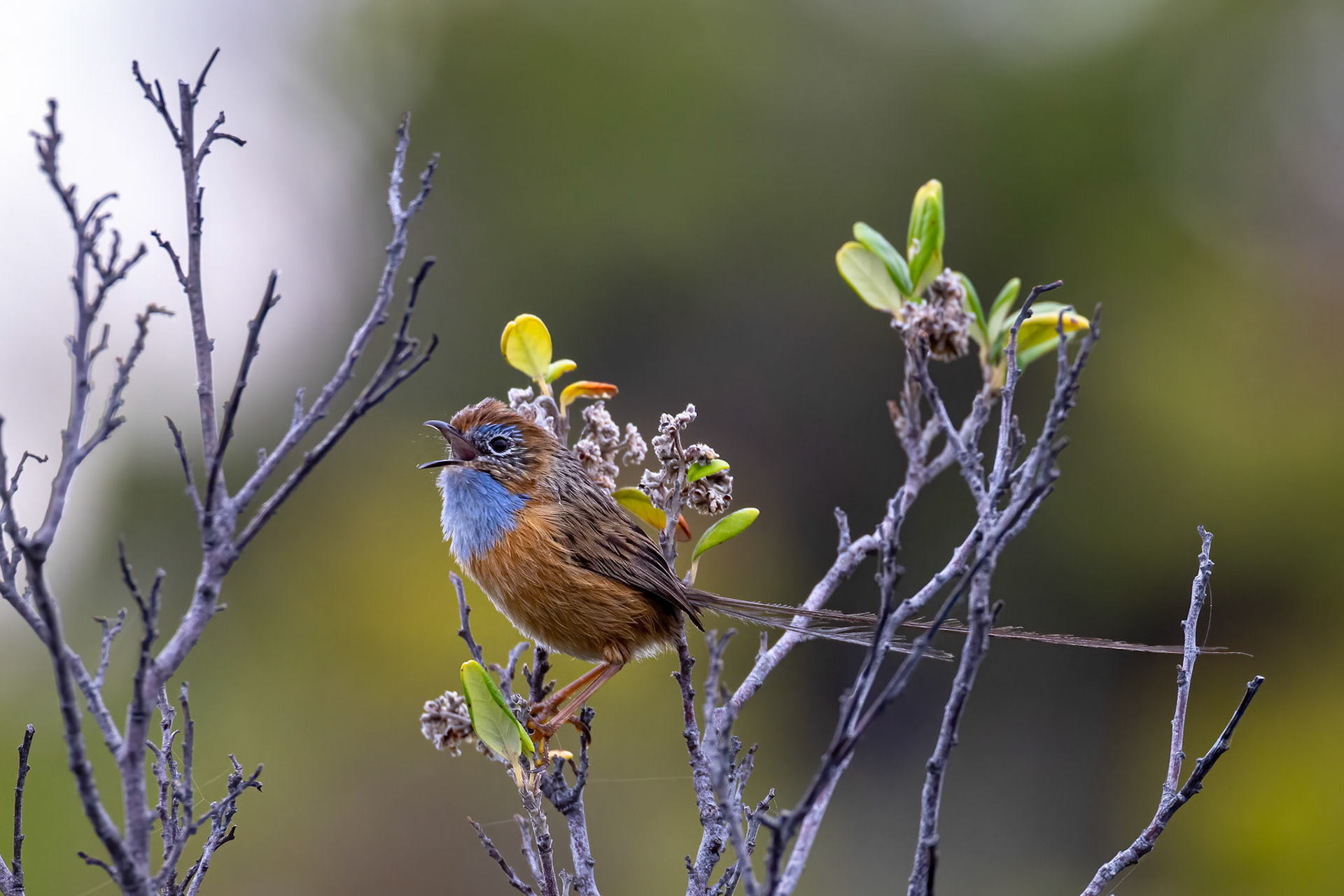 Southern emuwren, Margaret River, West Australia