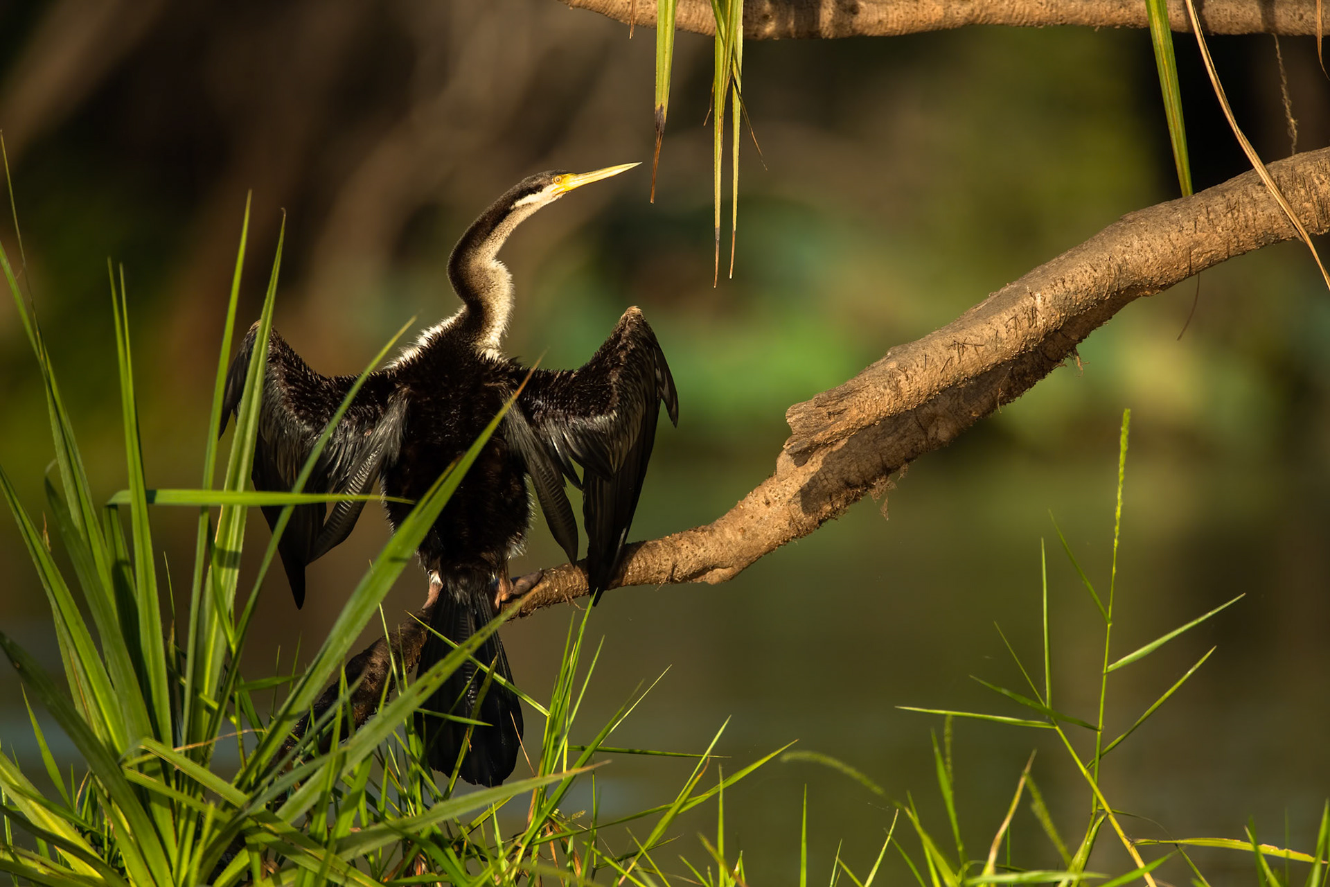 Australasian darter, Corroboree billabong, Corroboree, Northern Territory, Australia