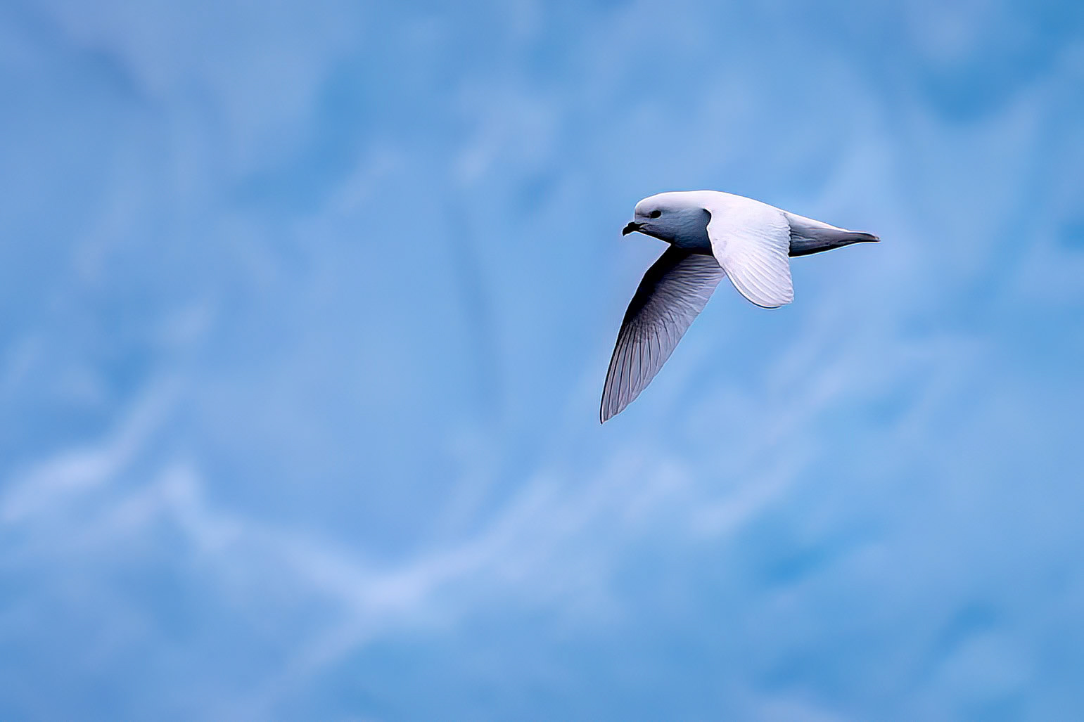 Snow petrel, Cooper's Bay, South Georgia