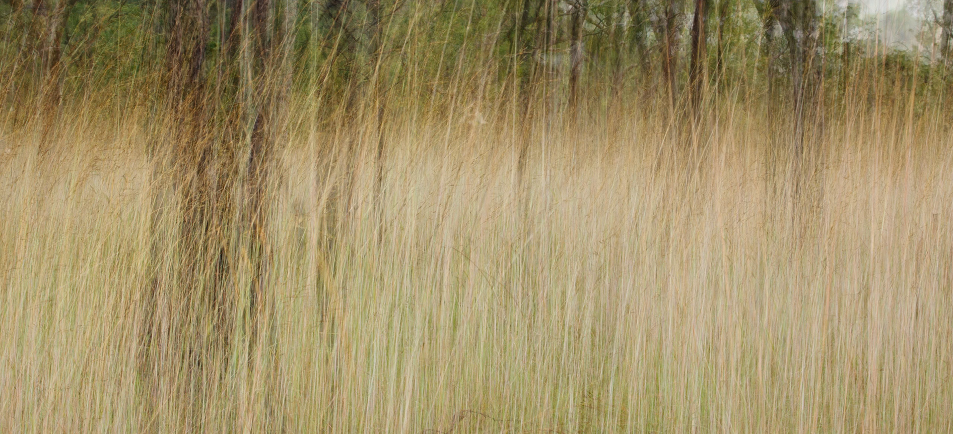 Grass, Cooinda, Kakadu, Northern Territory. A multiple exposure, an abstract image