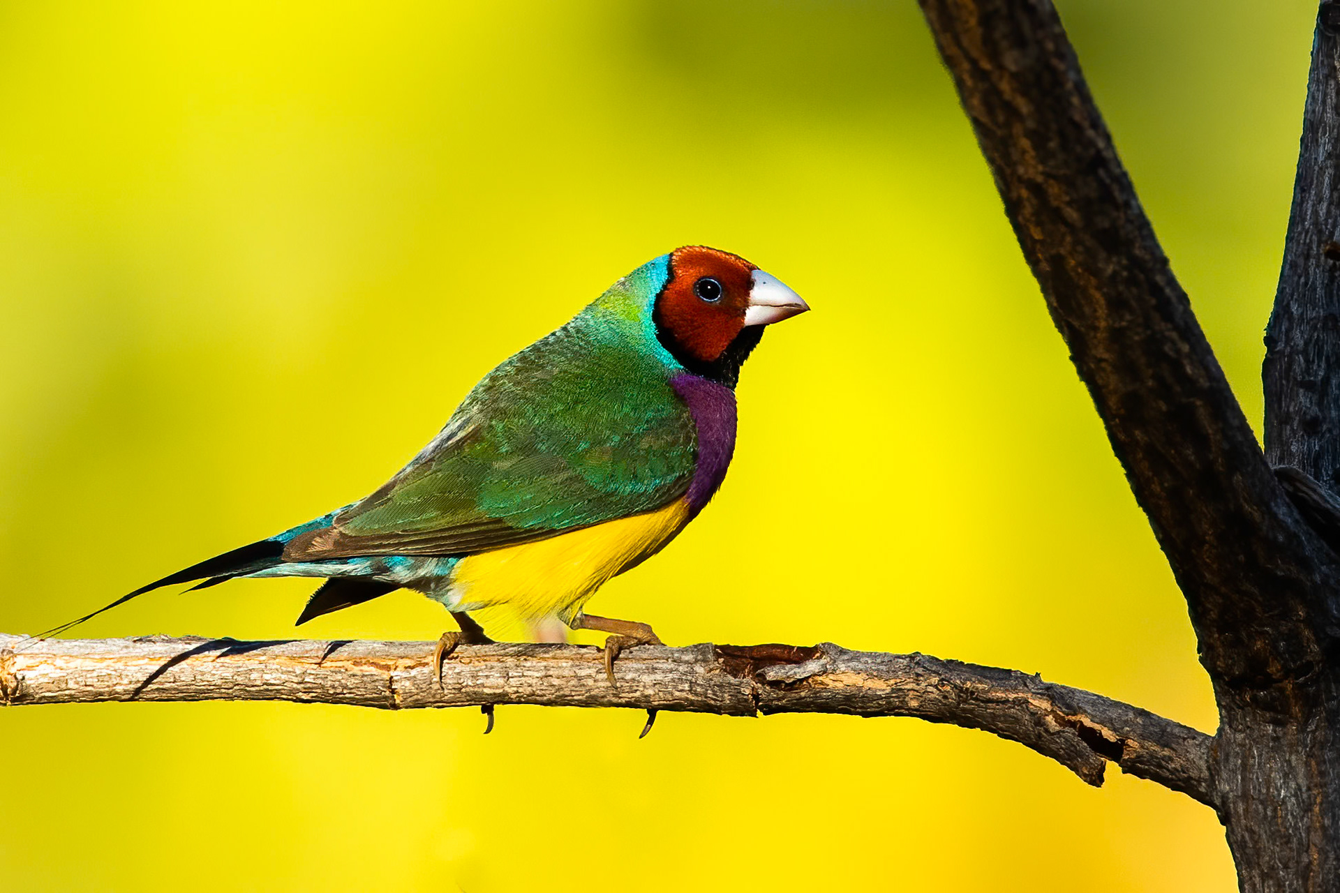 Gouldian finch, near Pine Creek, Northern Territory, Australia