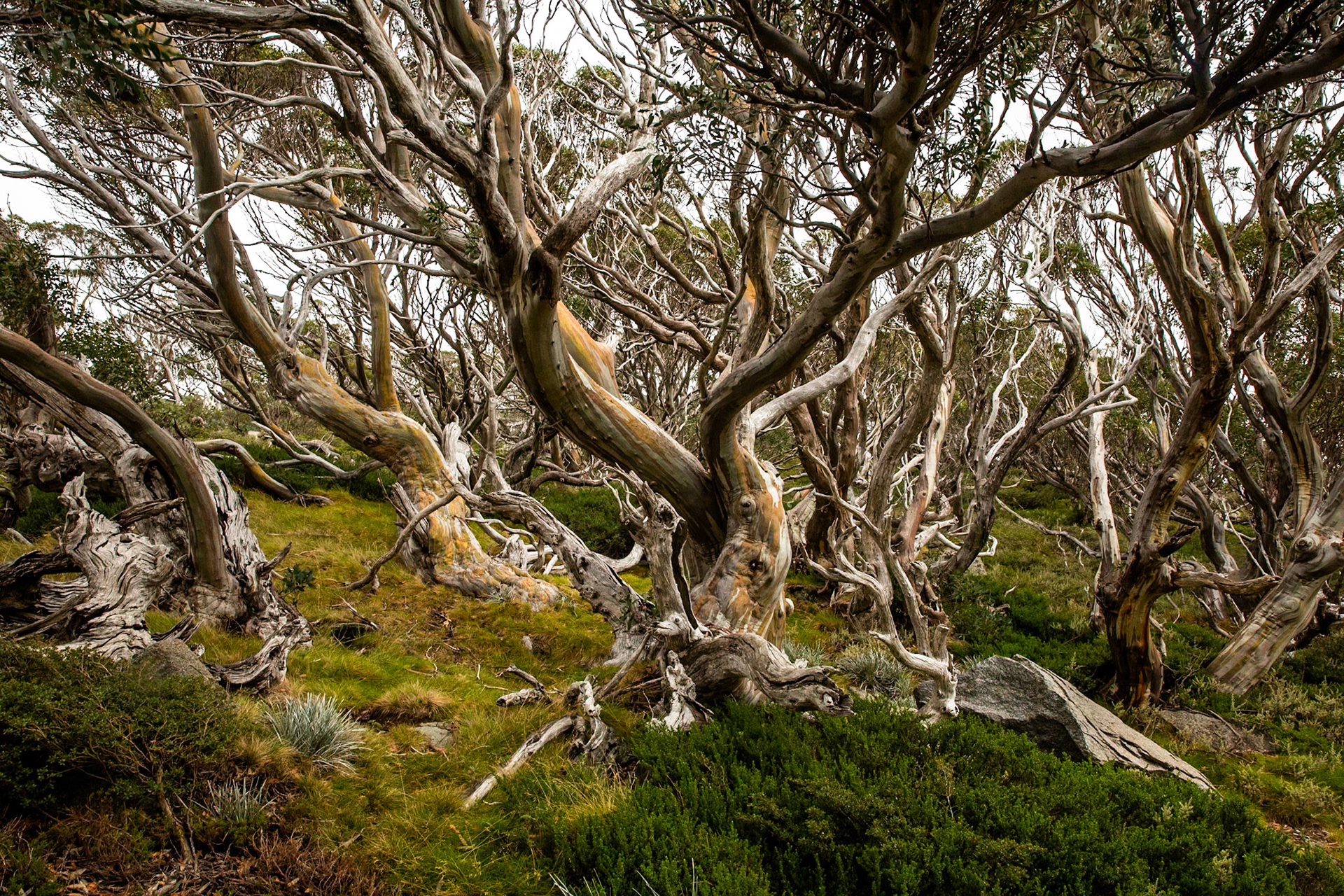 Summit walk, Mount Kosciuszko, Mount Kosciuszko National Park, Snowy Mountains, New South Wales