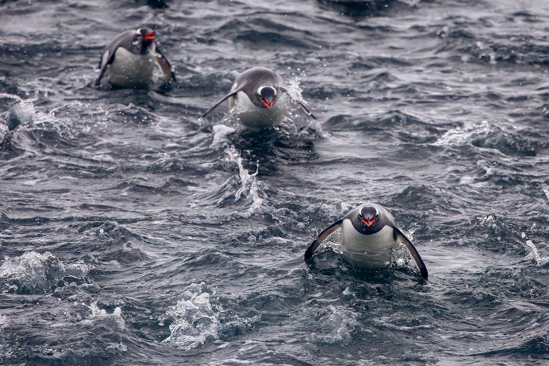 Gentoo penguin, Danko Island, Antarctica