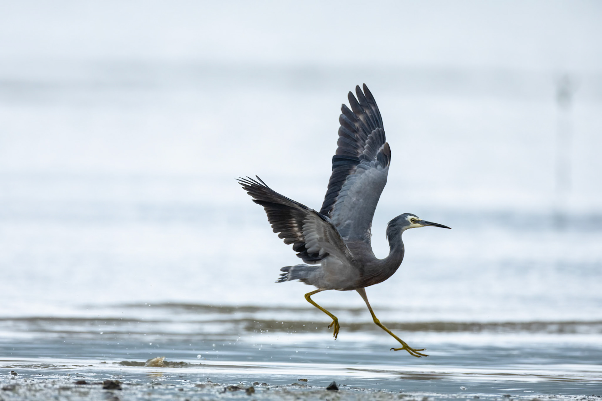 White-faced heron, Cairns, Queensland