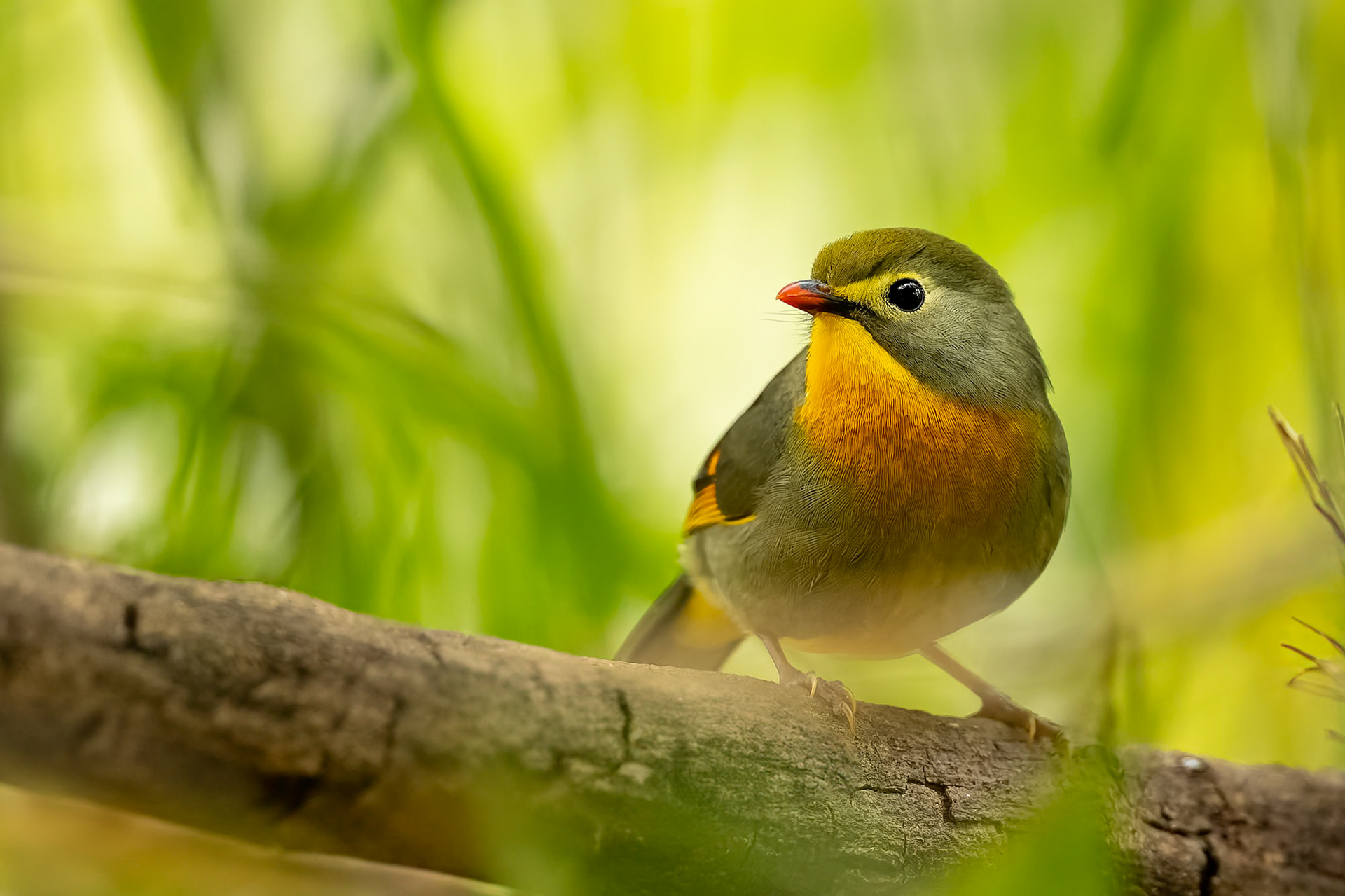 Red-billed leiothrix, Bird's Den, Corbett Tiger Reserve, India