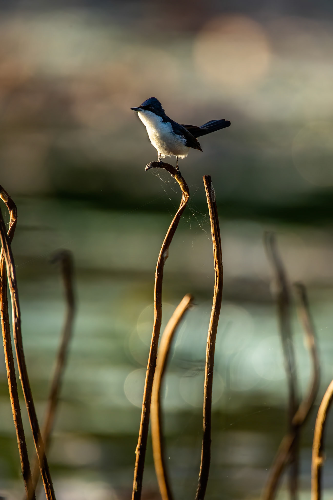 Paperbark flycatcher, Marlow lagoon, Darwin, Australia