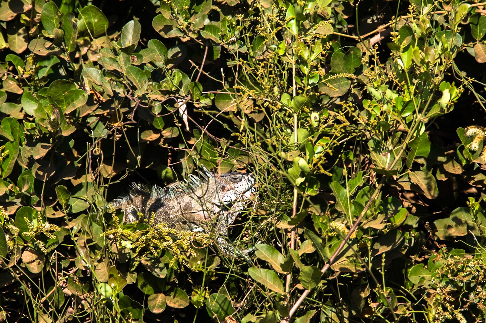 Green iguana, Transpantaneira, Pantanal, Brazil
