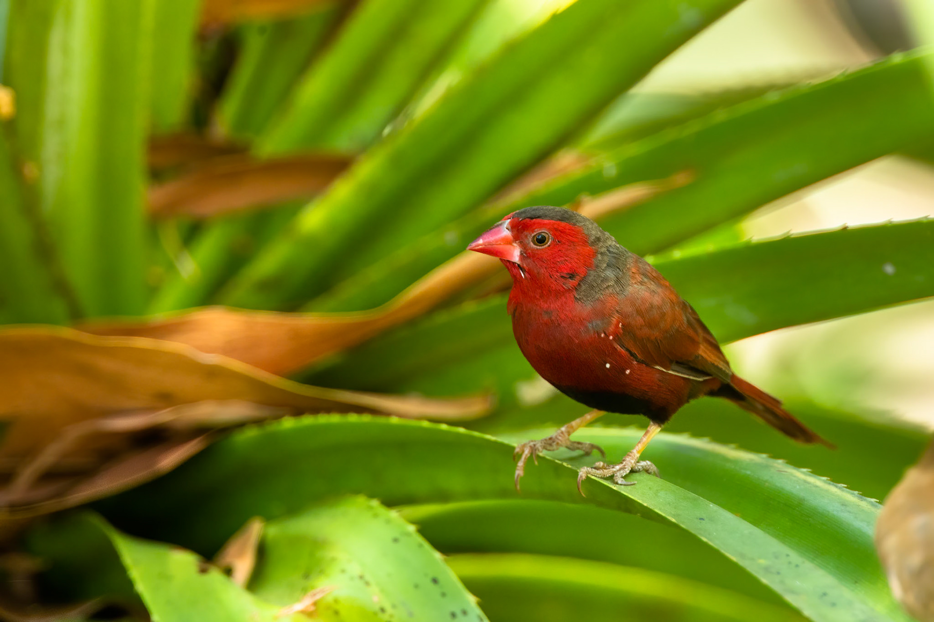 Crimson finch, near Pine creek, Northern Territory, Australia