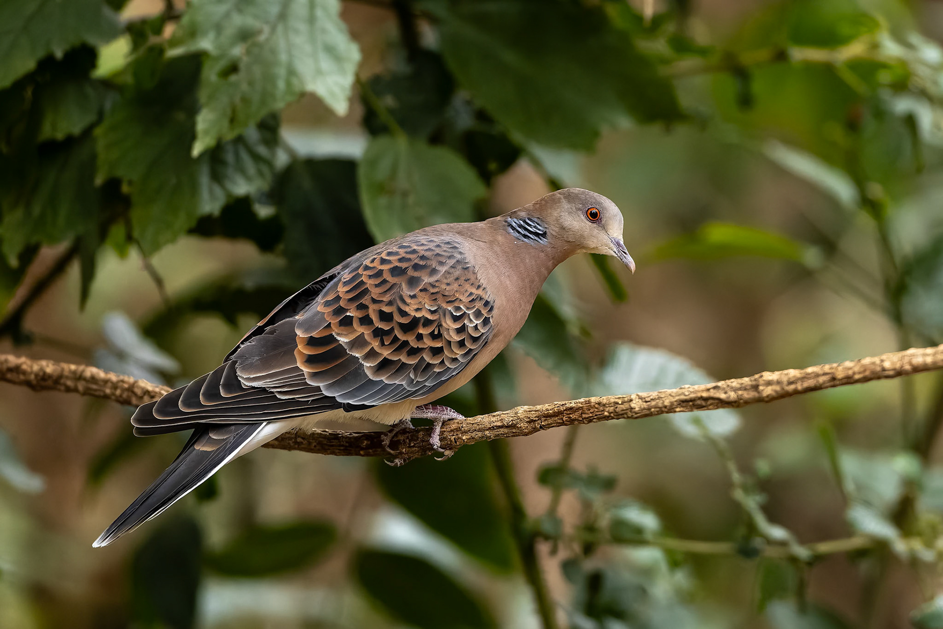 Rufous turtle dove, Bird's Den, Bird's Den, Corbett Tiger Reserve, India