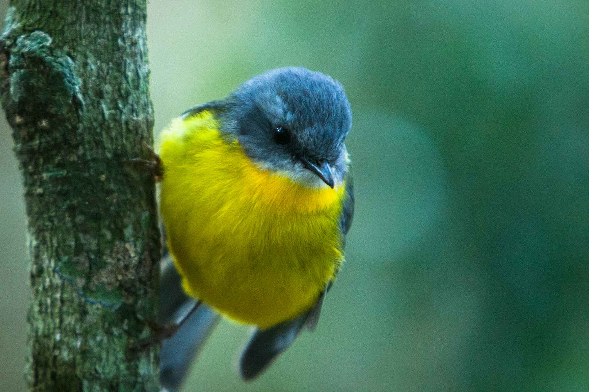 Lamington National Park, Queensland