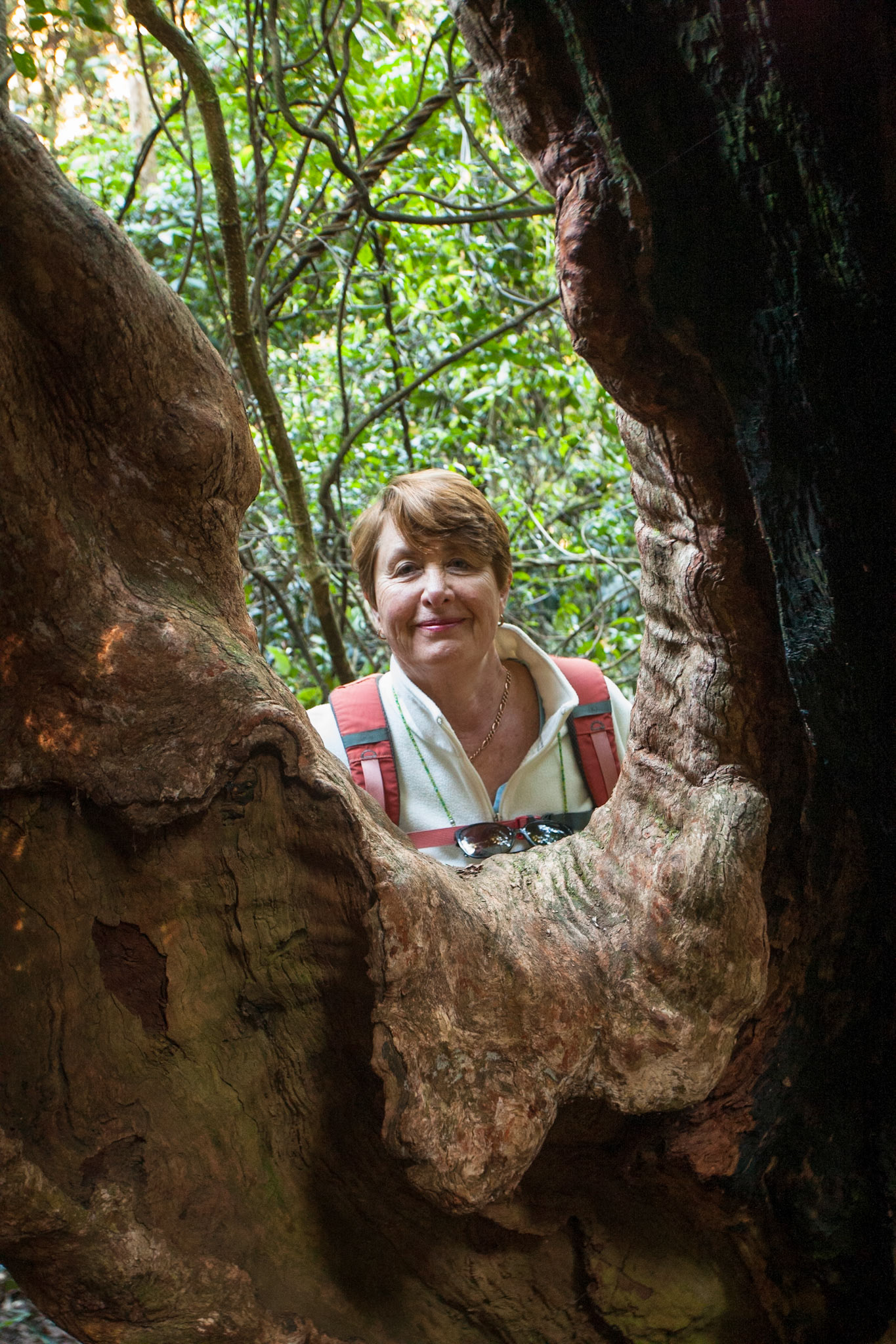 Lamington National Park, Queensland