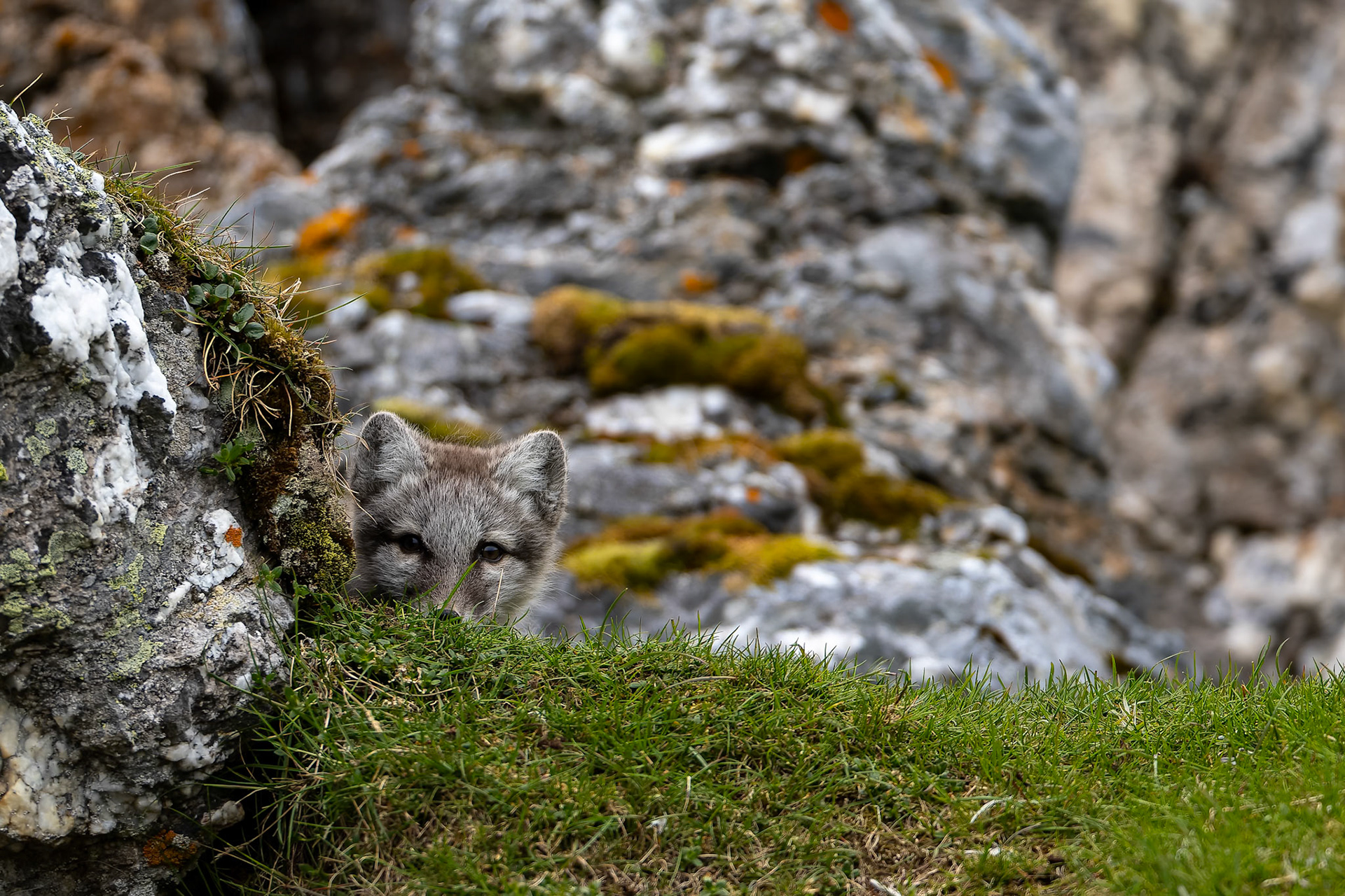 Arctic fox, Trygghamna, Svalbard, Norway