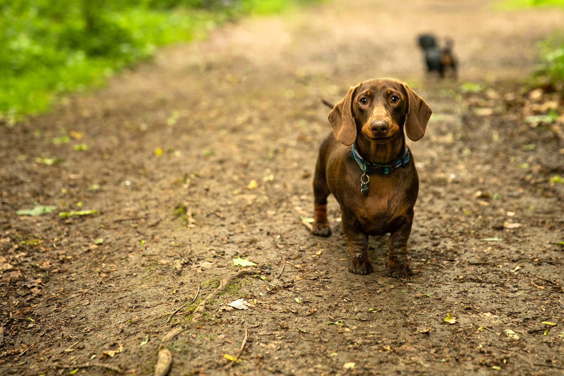 Ashridge Estate, National Trust Forest, Ringshall, England, United Kingdom