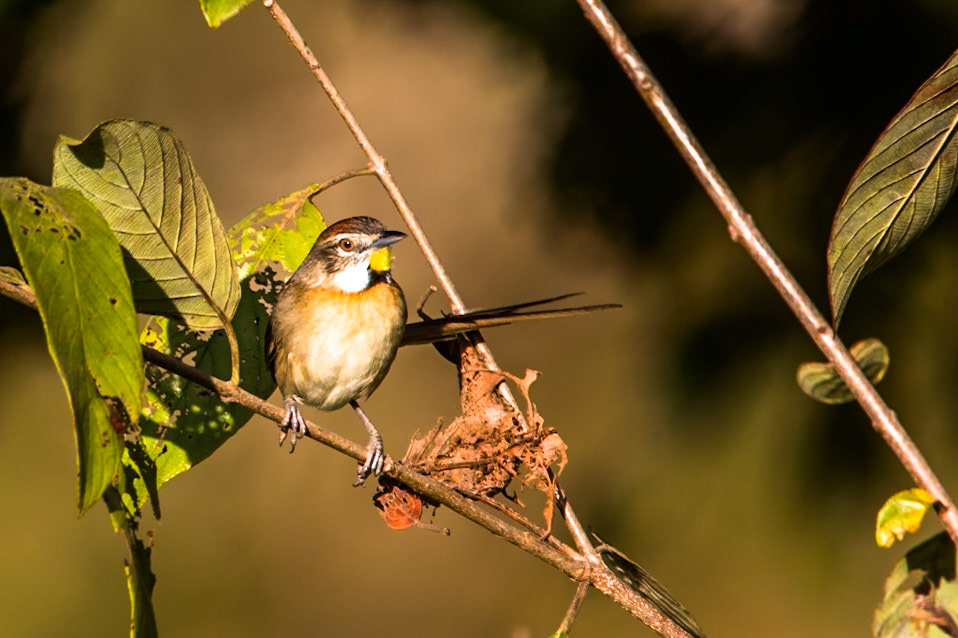 Chotoy spinetail, Pousada Piuval, Pantanal, Brazil
